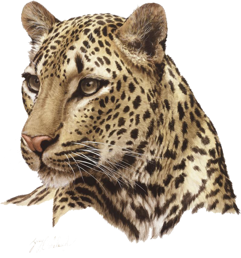 Jaguar Portrait Artwork PNG