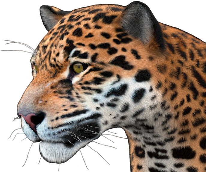 Jaguar Portrait Profile View PNG
