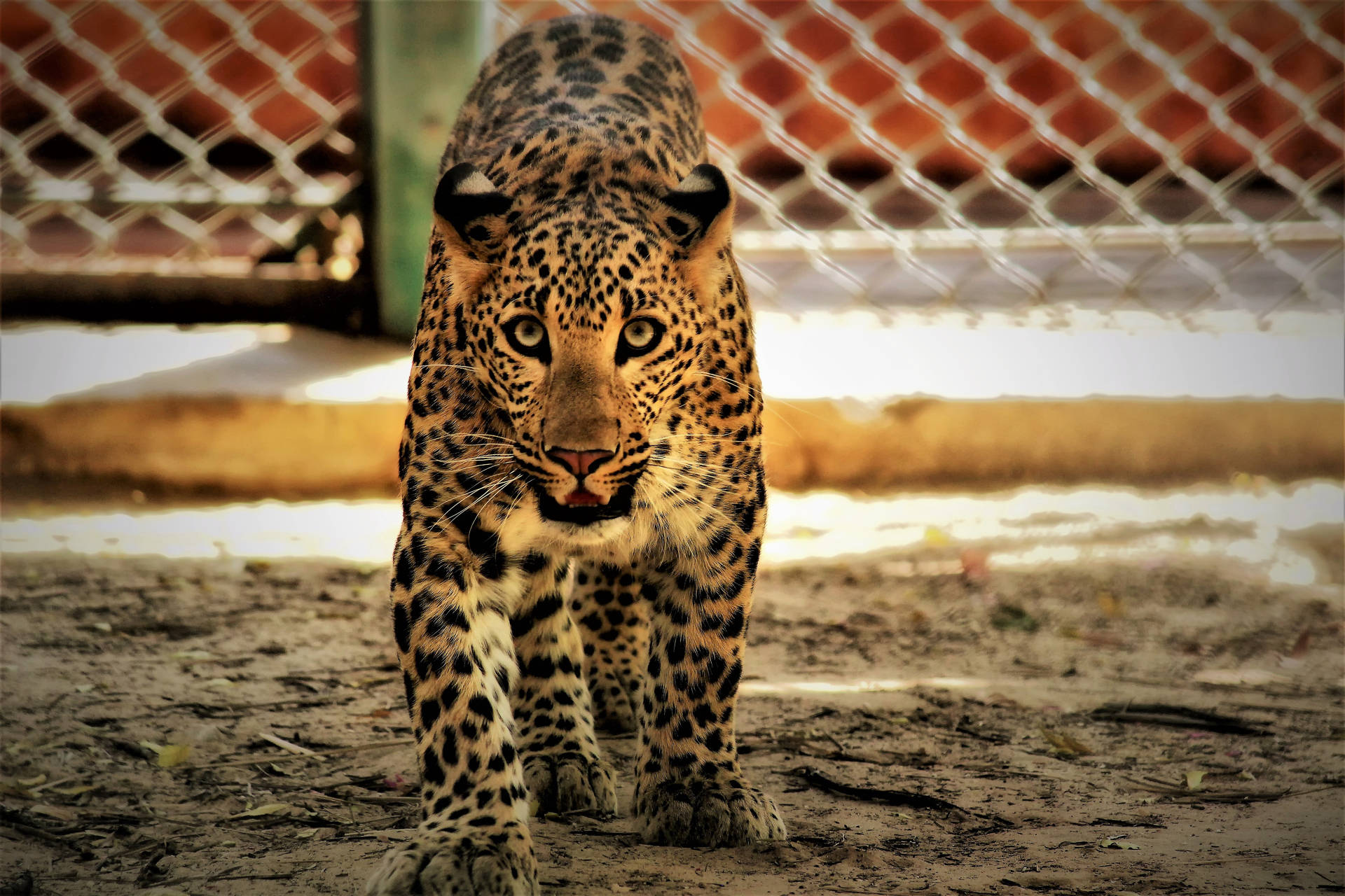Jaguar Predator Eyes Background