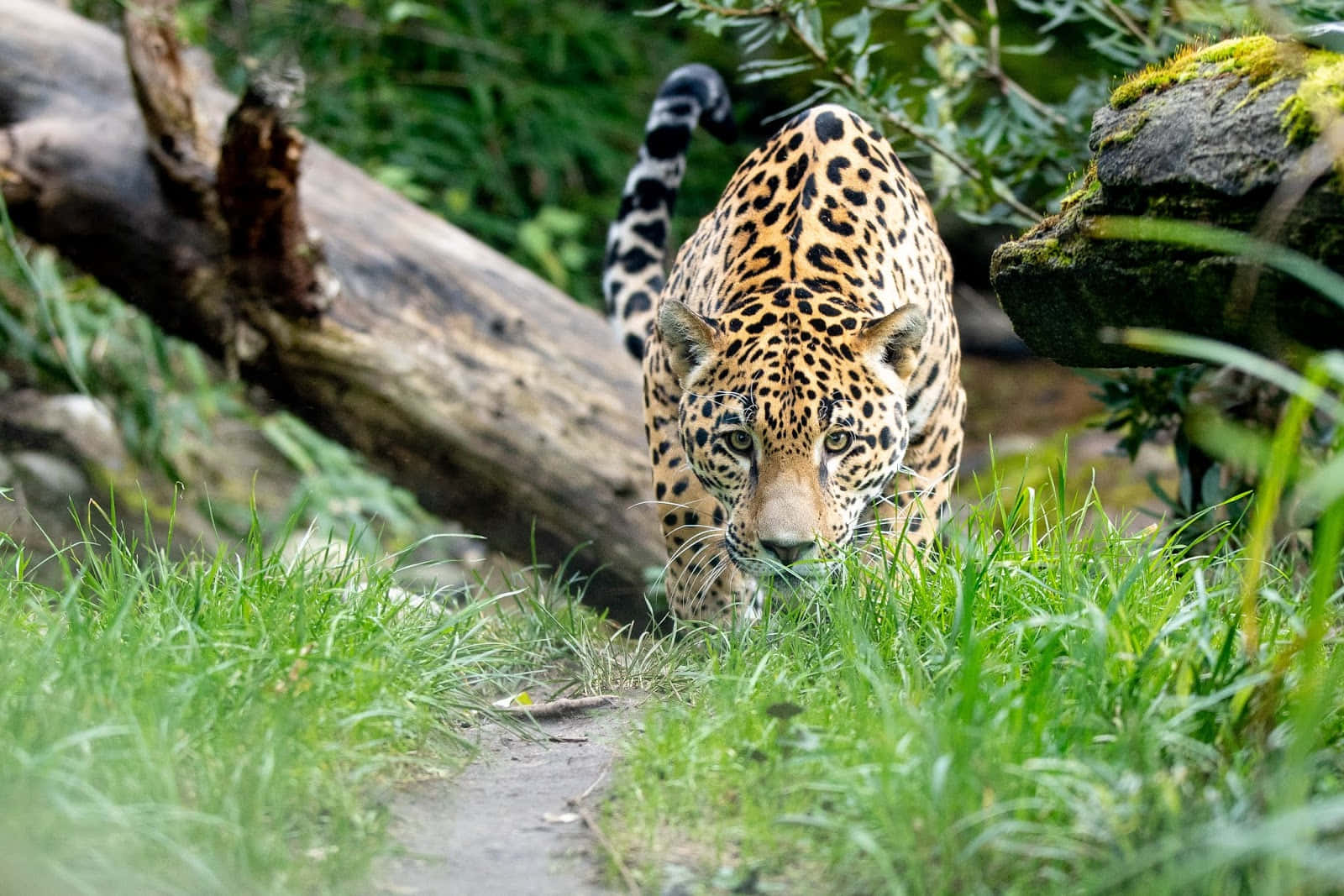 Jaguar Prowling Woodland Park Zoo Wallpaper