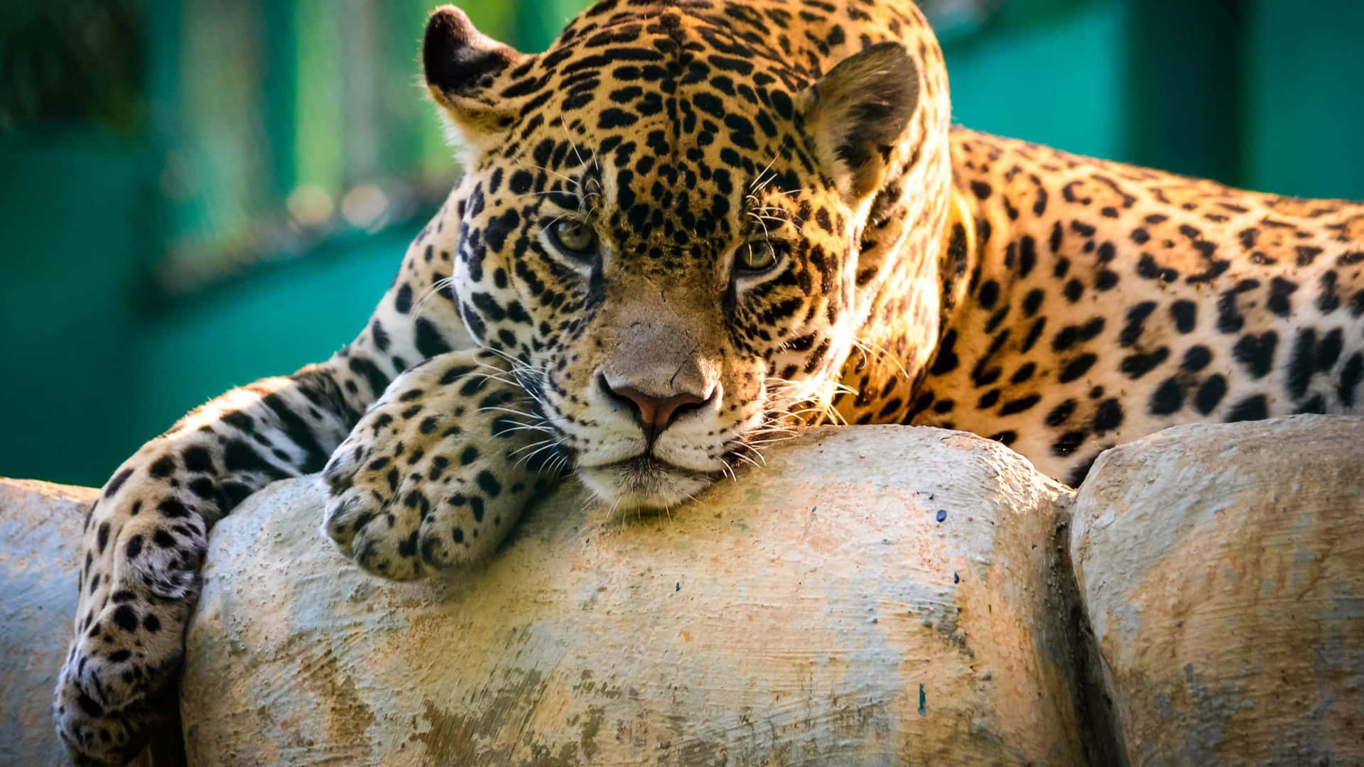 Jaguar Restingon Tree Trunk4 K Wildlife Wallpaper