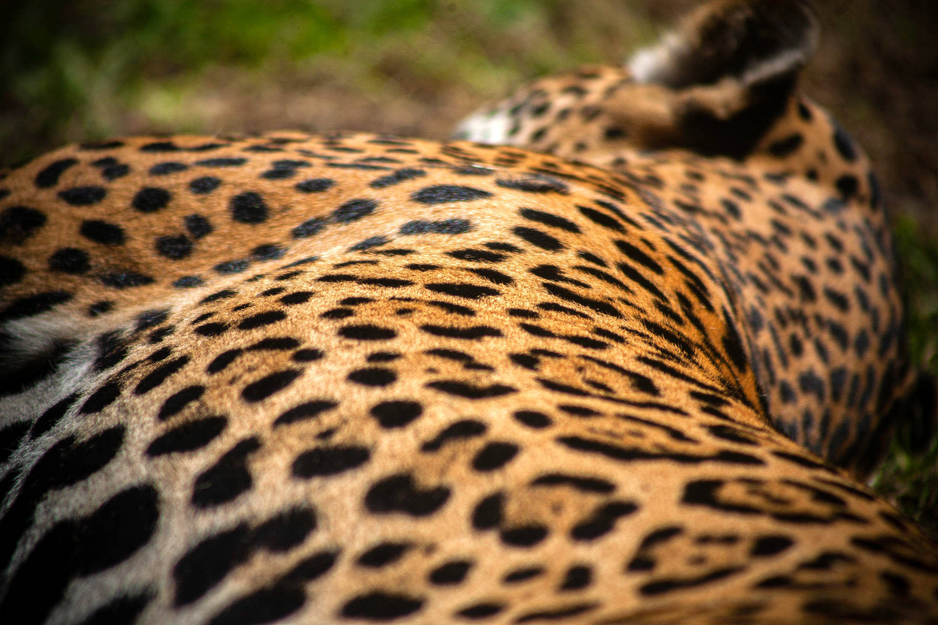 Jaguar Rosette Shot Background