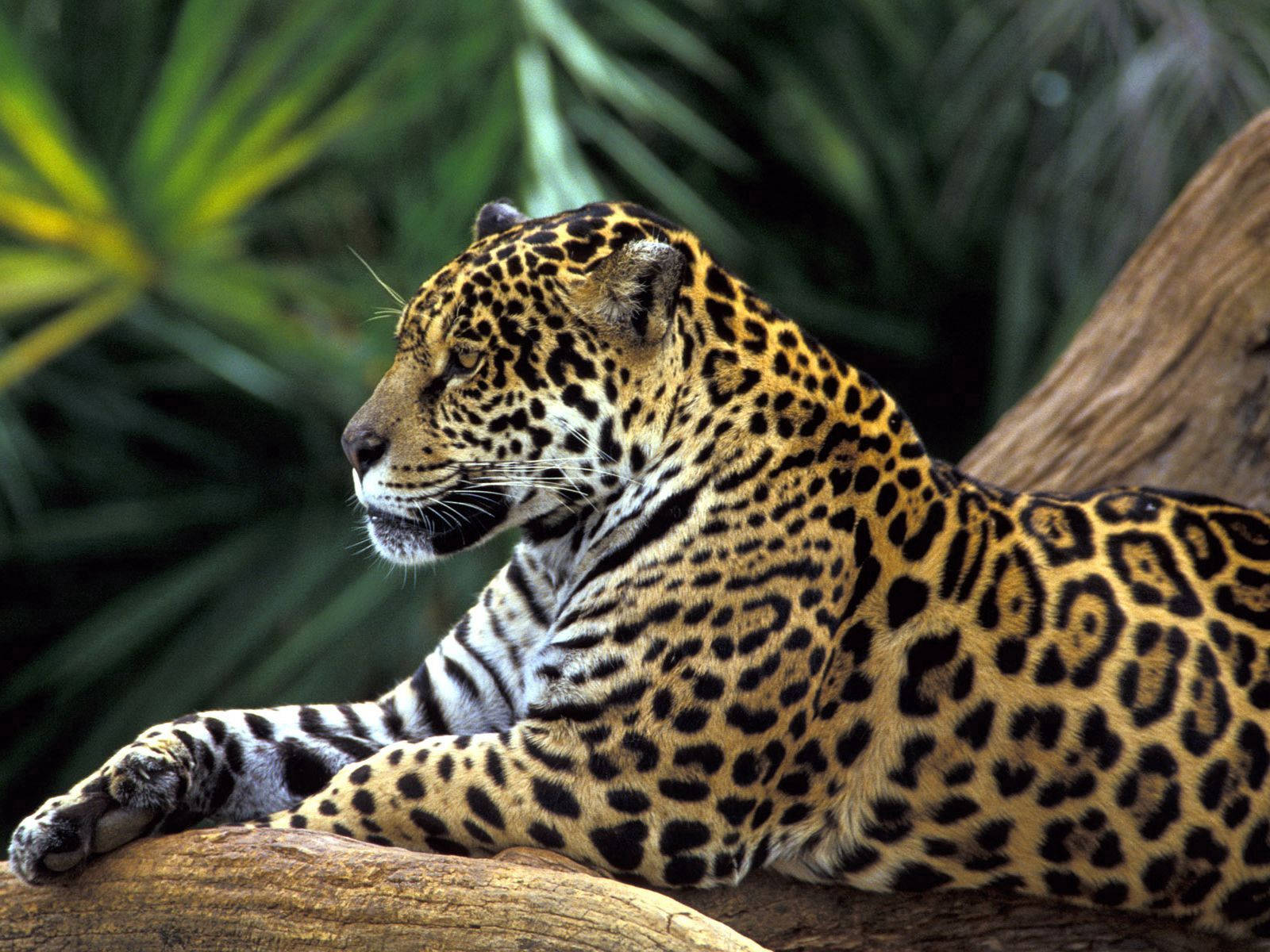 Jaguar Side Profile Wallpaper