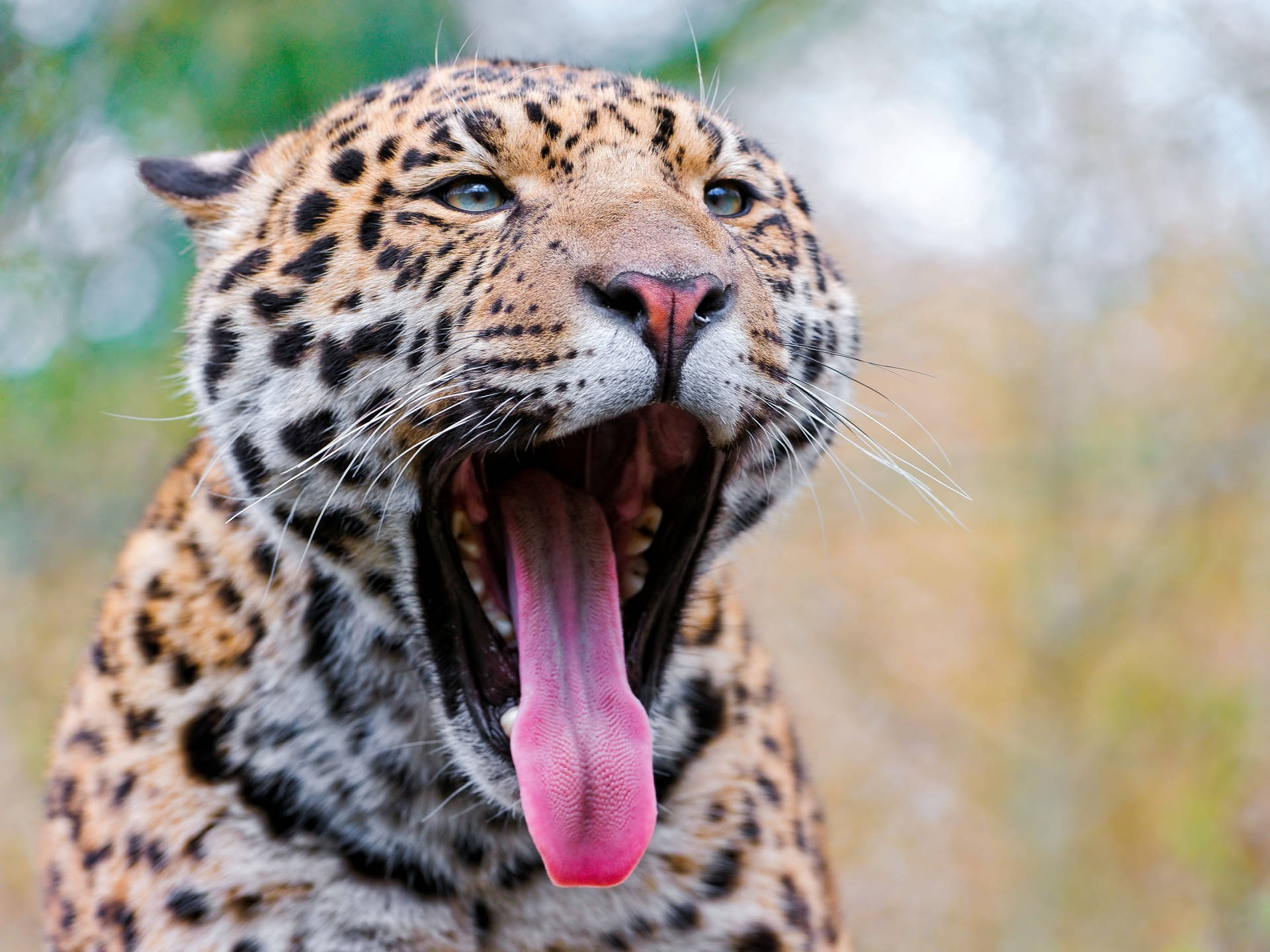 Jaguar Yawn Shot Background