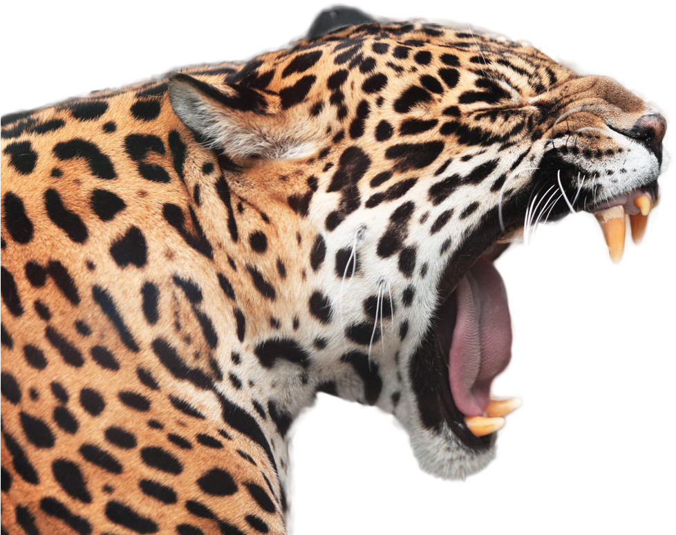Jaguar Yawning Close Up PNG
