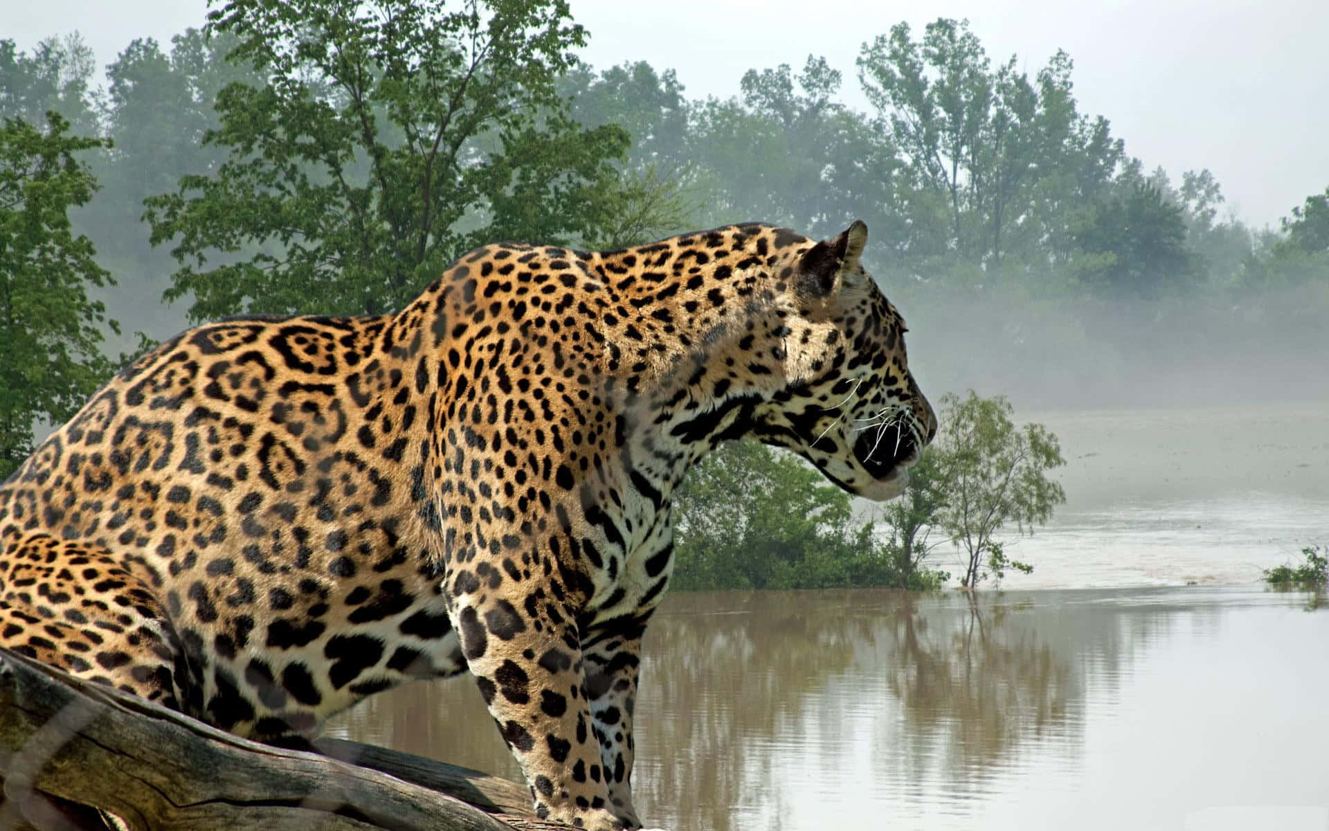 Jaguars In Paramaribo Suriname Wallpaper