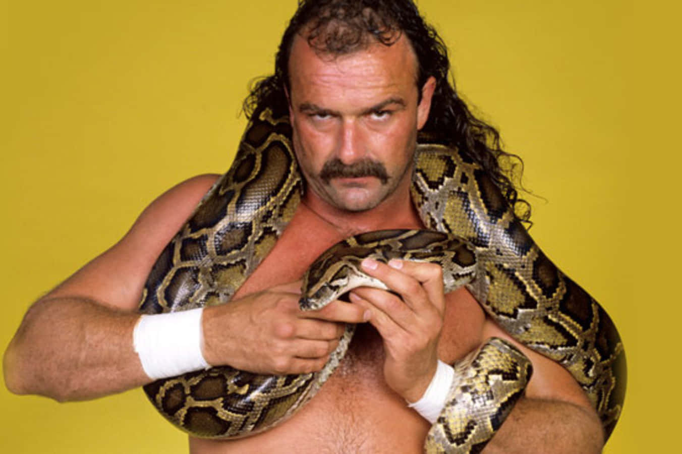 Jake Roberts With Damien During A Photoshoot Wallpaper