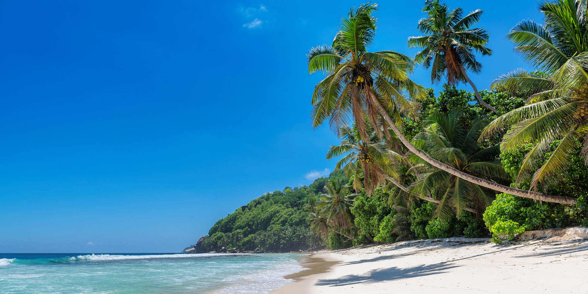 Jamaica Beach Palm Træer tapet: Wallpaper