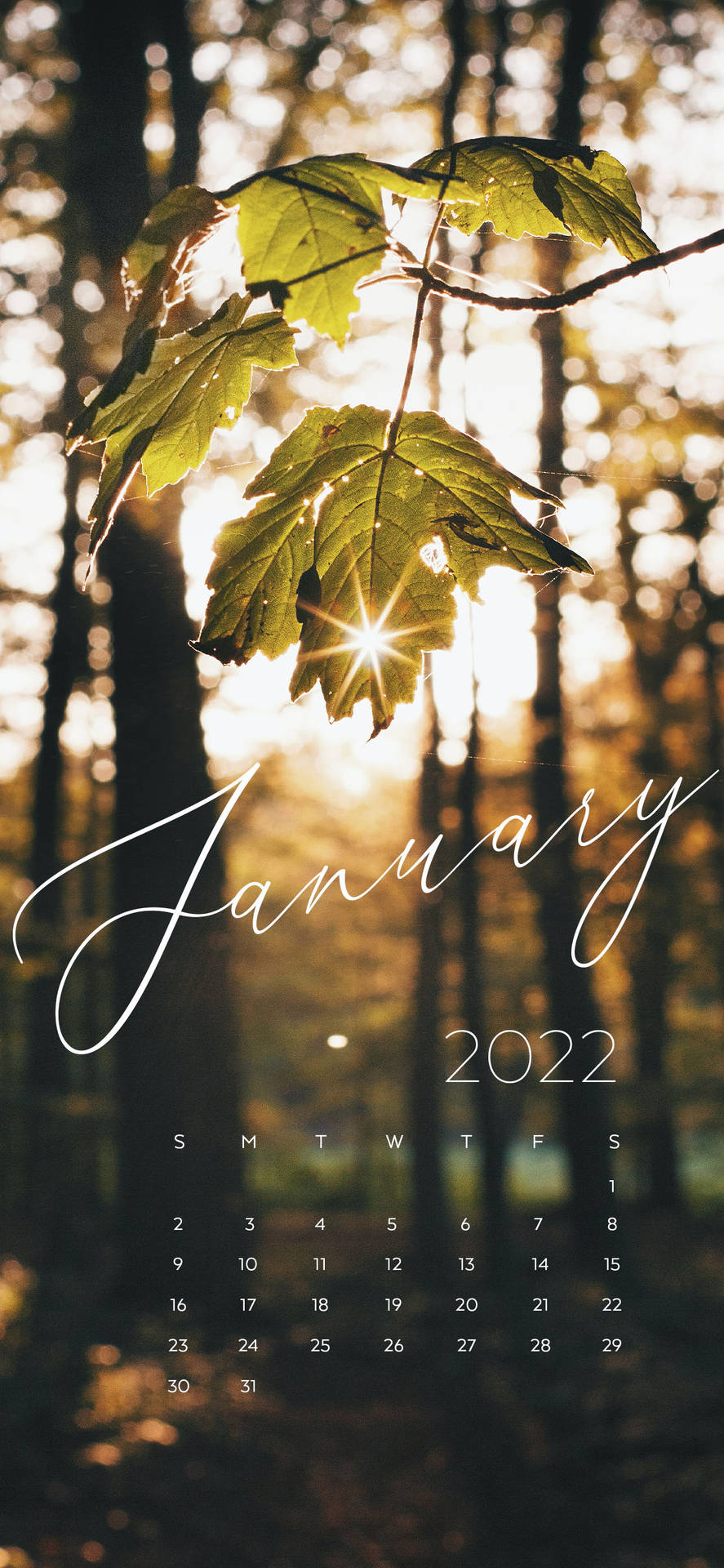 January 2022 Morning Sun Wallpaper