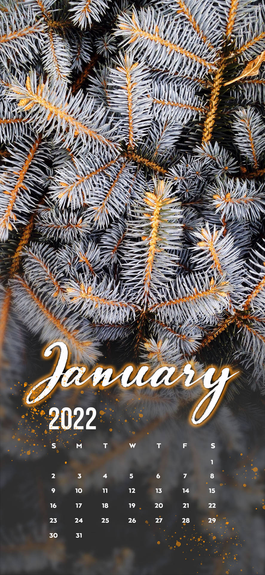 January 2022 White Pine Tree Wallpaper