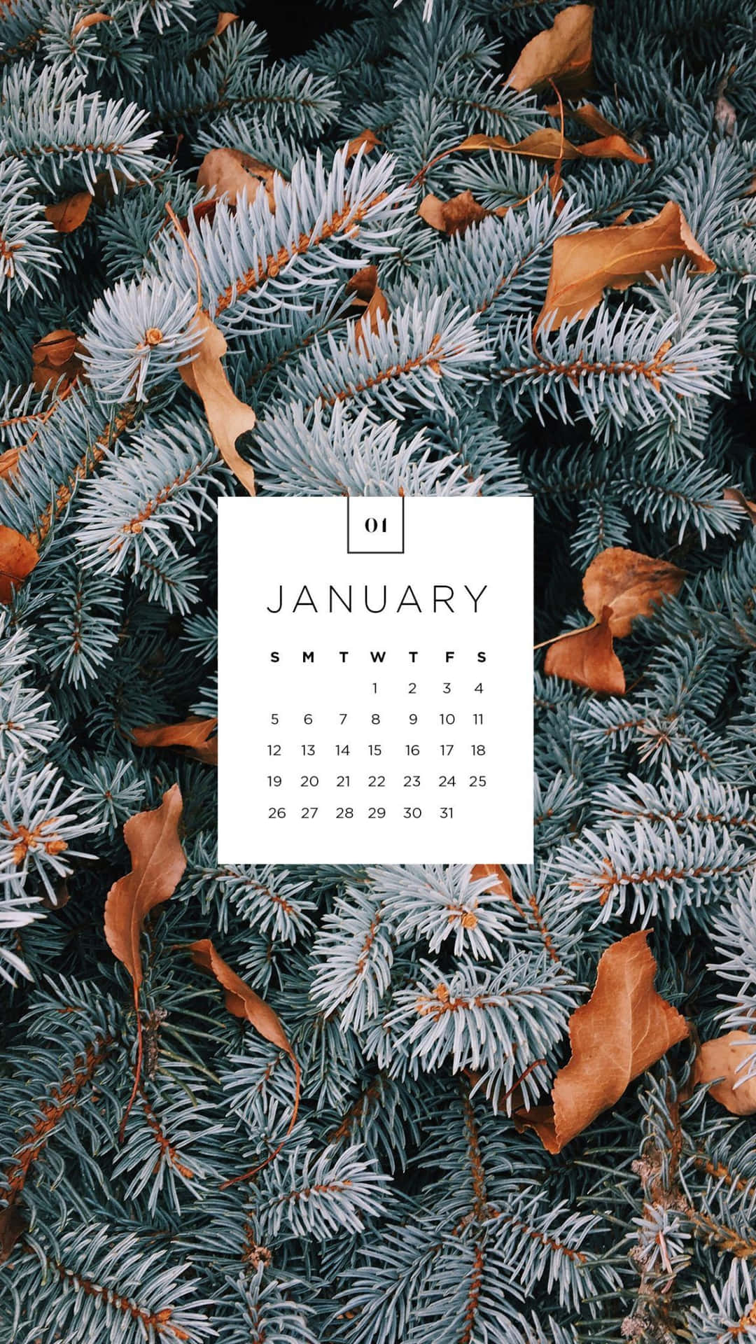January Calendar Aesthetic Frosty Pine Leaves Wallpaper