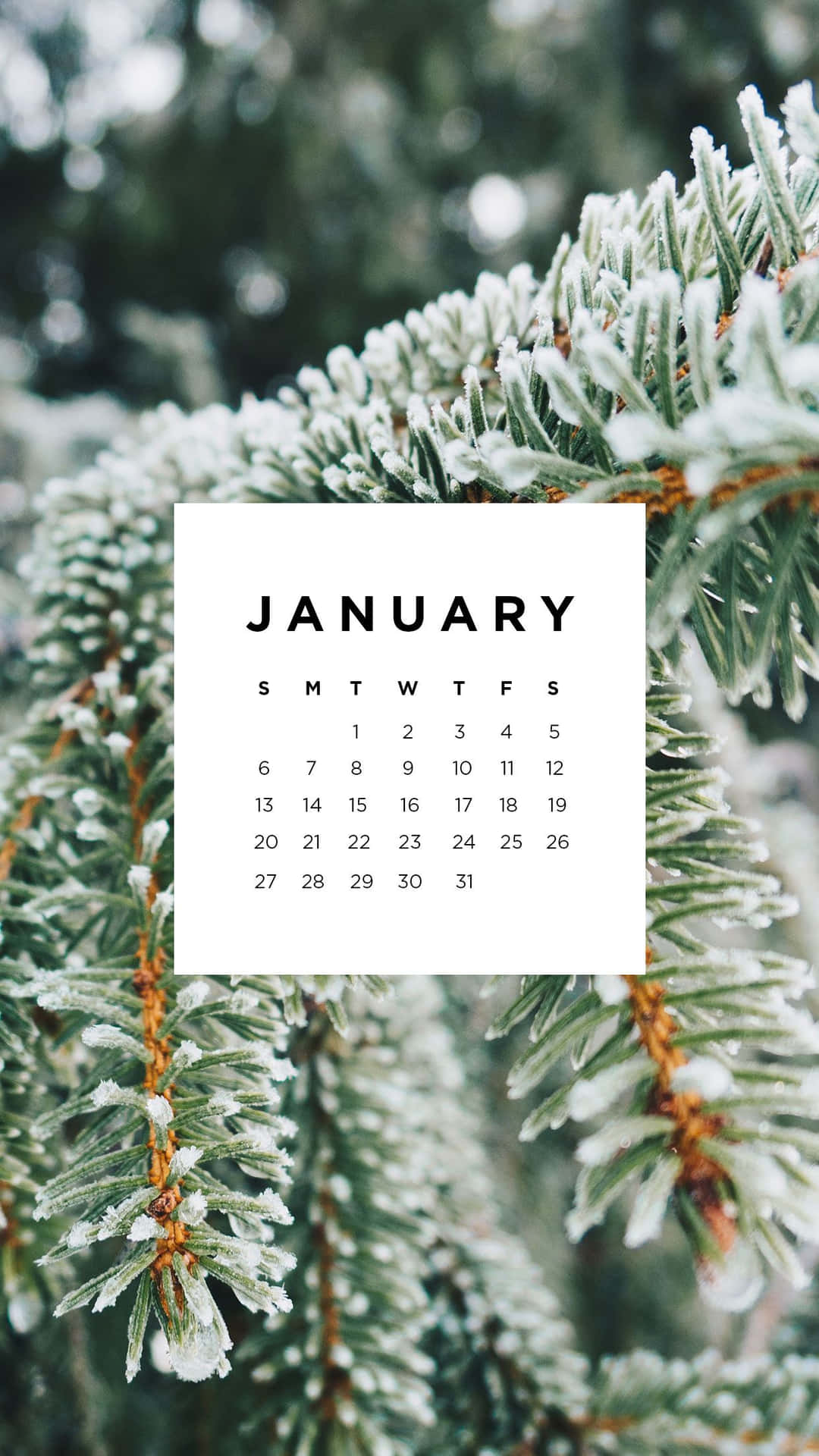 January Winter Frosty Pine Branches Calendar Wallpaper