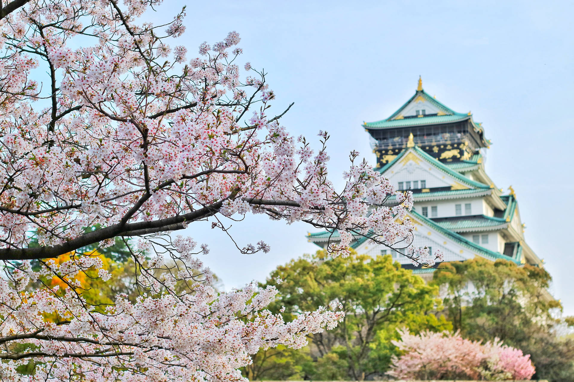 Japan 4k Cherry Blossom Slot Wallpaper