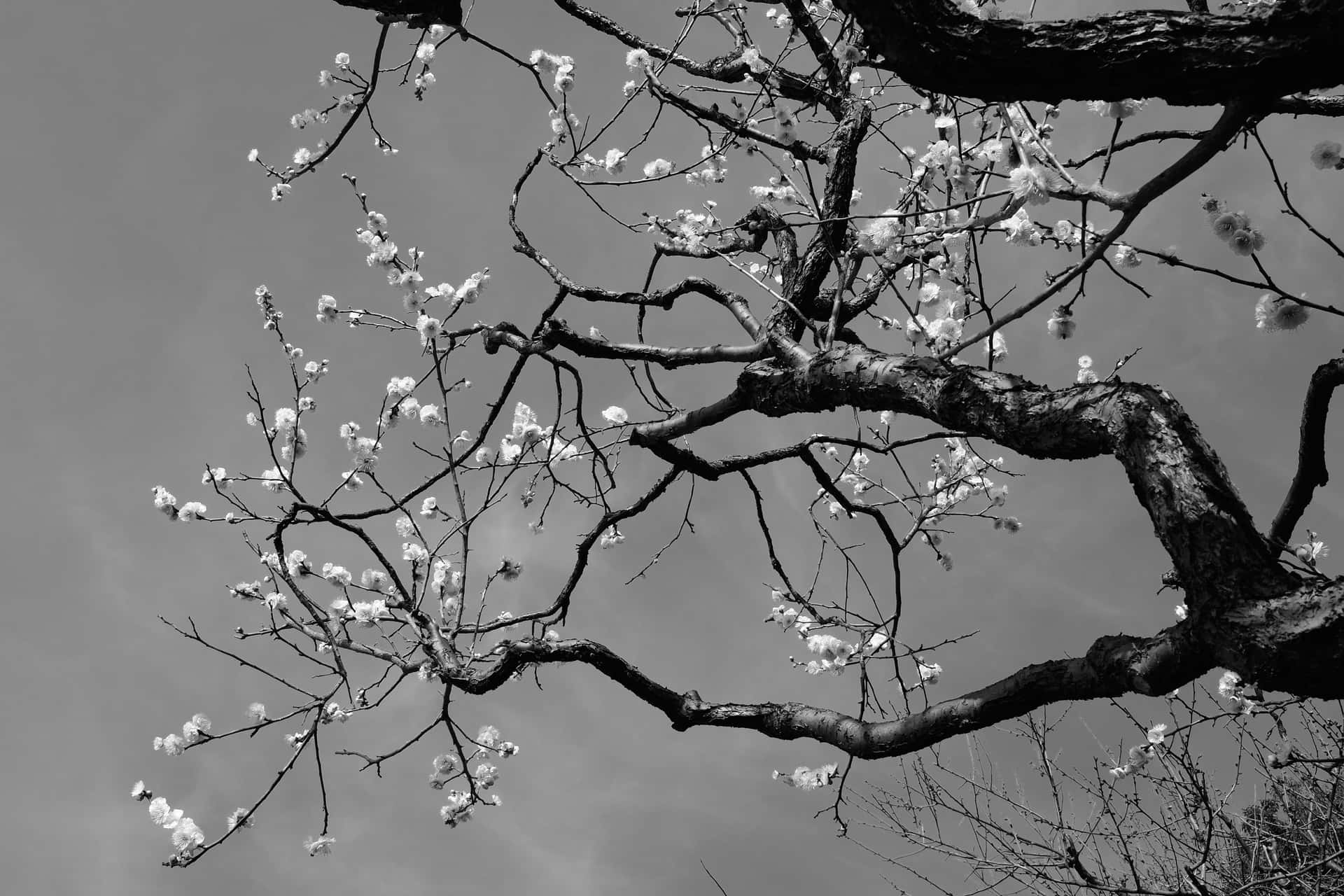 Árbolde Sakura En Japón En Blanco Y Negro. Fondo de pantalla