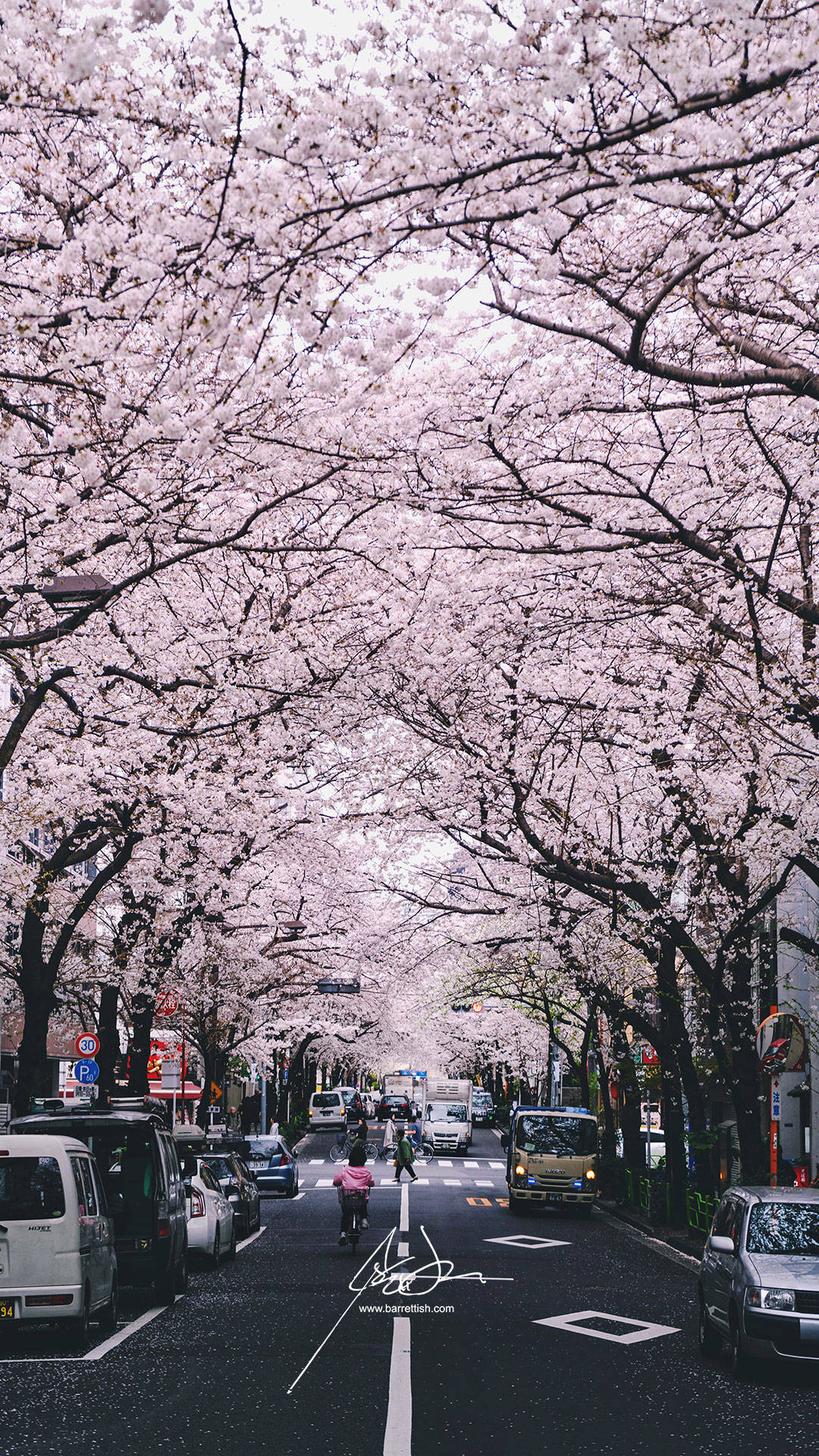 "witness The Splendor Of Japan's Cherry Blossoms" Wallpaper