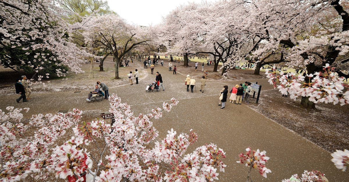 Japanischekirschblüte Im Shinjuku National Garden. Wallpaper