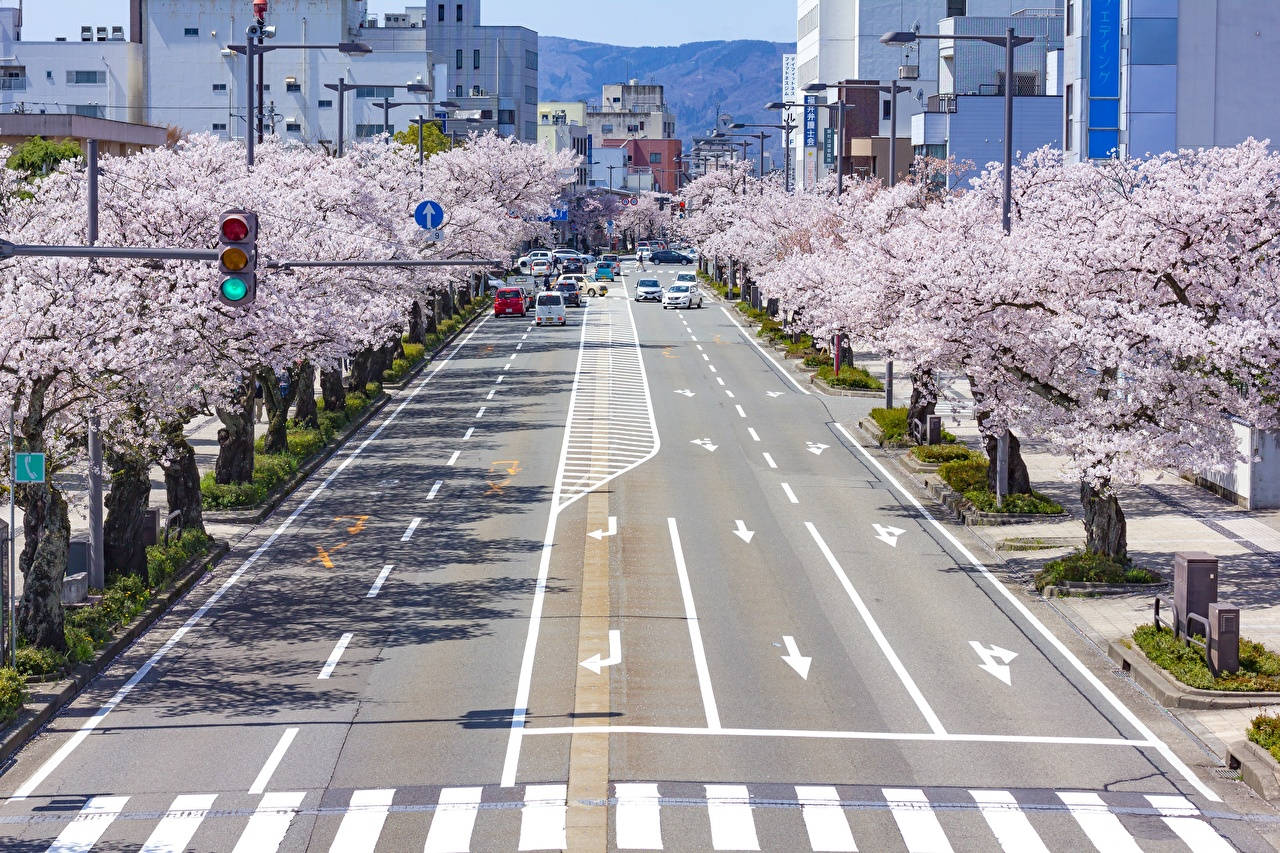 Njutav Vårens Skönhet I Japan Med Den Fantastiska Utsikten Över Körsbärsblomningen Wallpaper