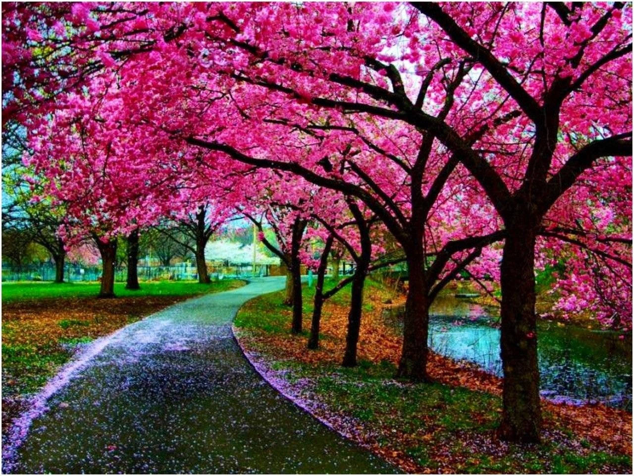 Image  A view of the beautiful cherry blossoms in Japan Wallpaper