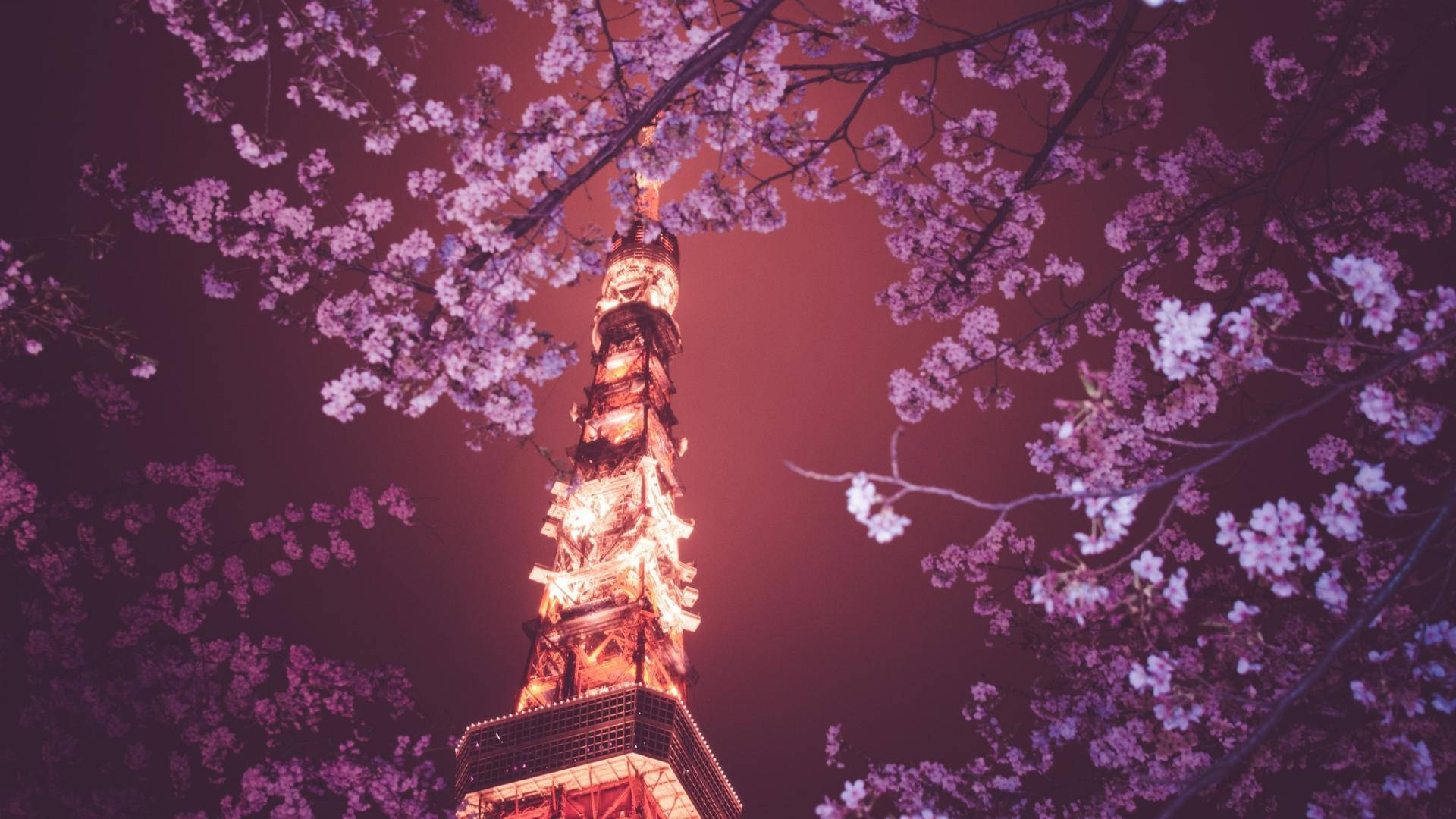 Giappone,fioritura Di Ciliegi, Torre Di Tokyo. Sfondo