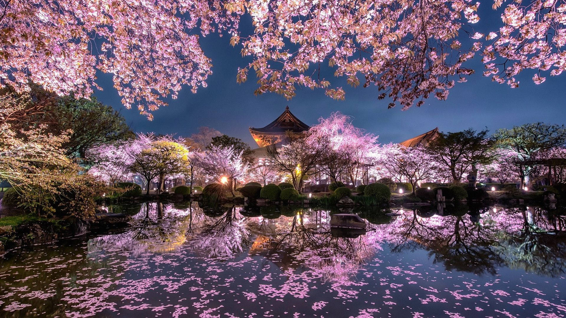 Celebrala Belleza De La Flor De Cerezo En Japón. Fondo de pantalla