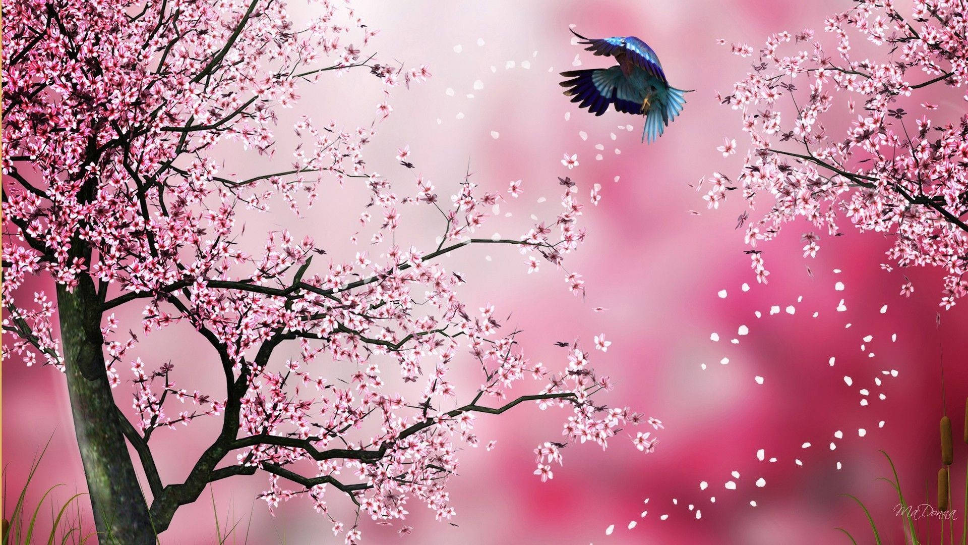 Japansberömda Körsbärsträd Markerar Starten På Våren. Wallpaper