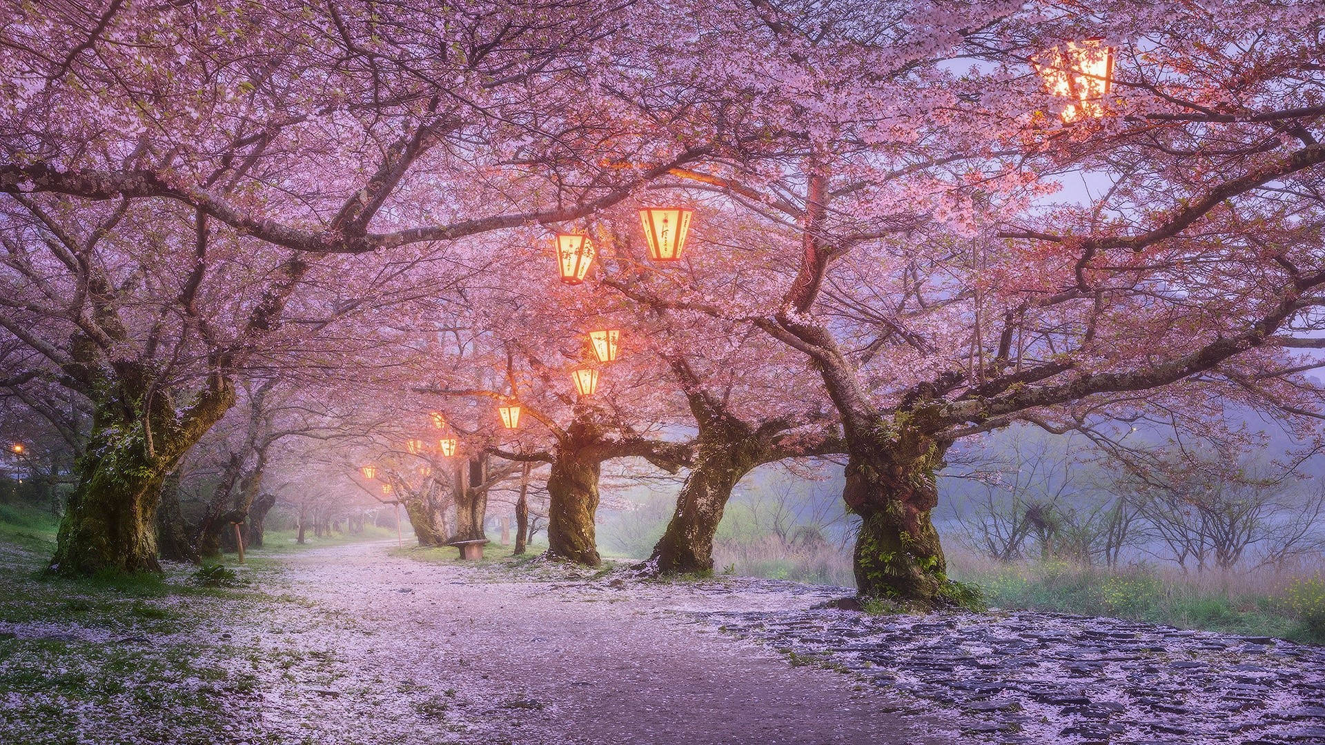 Japankirschblüte Nebel Nacht Laternen Wallpaper