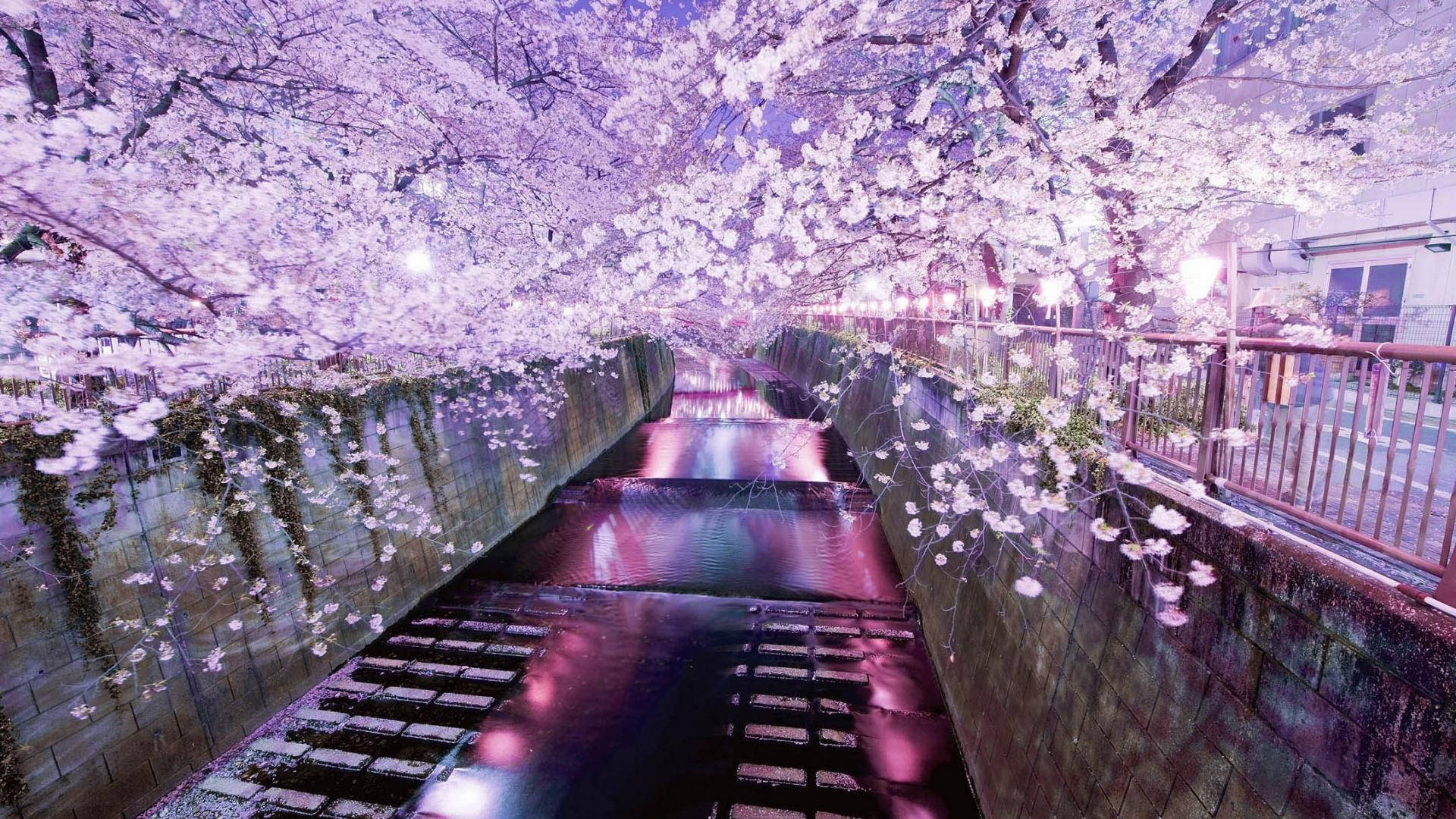 Japóncamino Junto Al Río Con Cerezos En Flor Fondo de pantalla