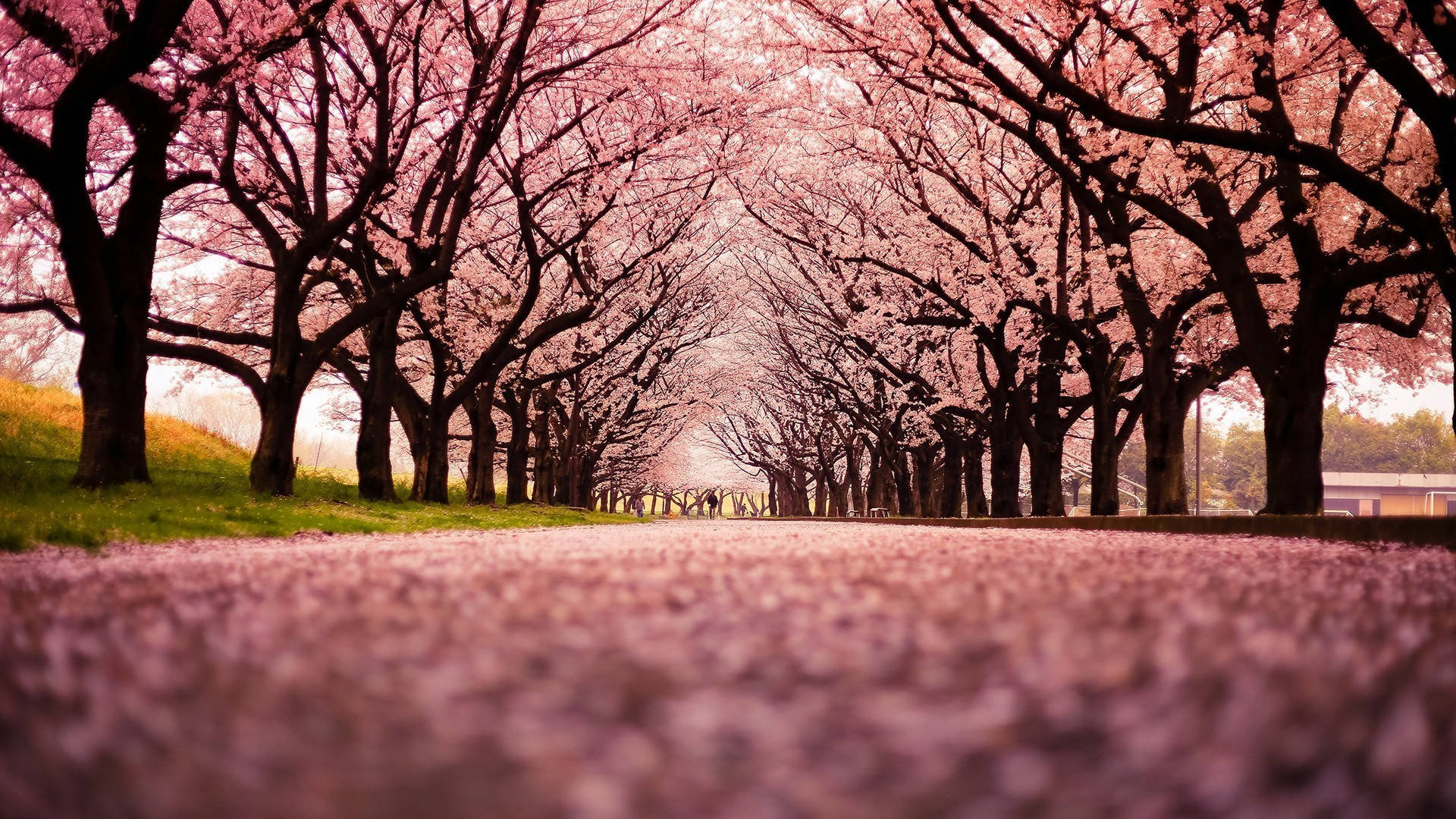 Parkmed Japanske Kirsebærtræer I Blomst. Wallpaper