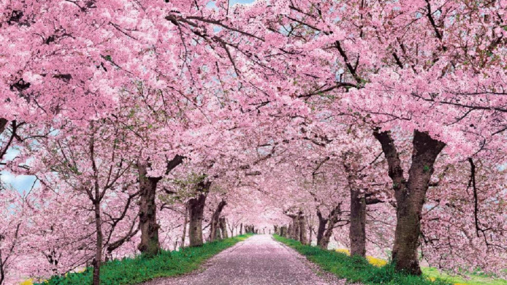 Caminode Flores De Cerezo En Japón, Césped Verde. Fondo de pantalla