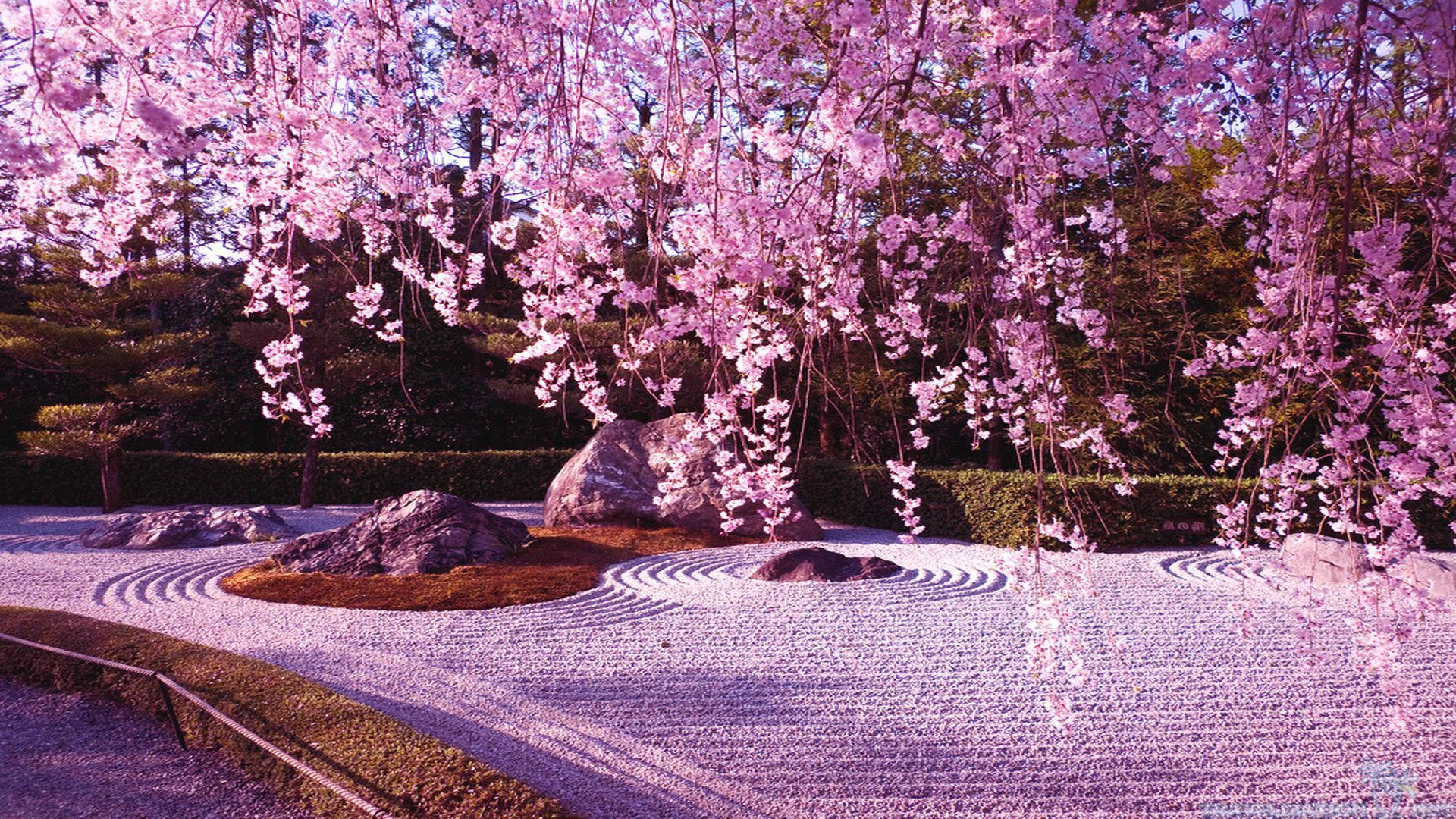 Parcocon Sabbia Rosa E Fiori Di Ciliegio In Giappone. Sfondo