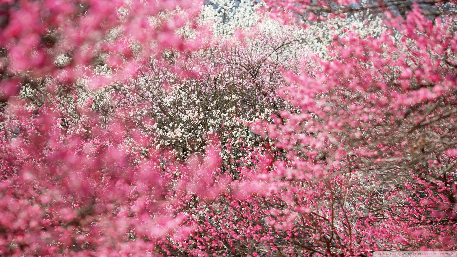 Disfrutandode La Belleza De Los Cerezos En Flor Durante Un Día Soleado En Japón. Fondo de pantalla