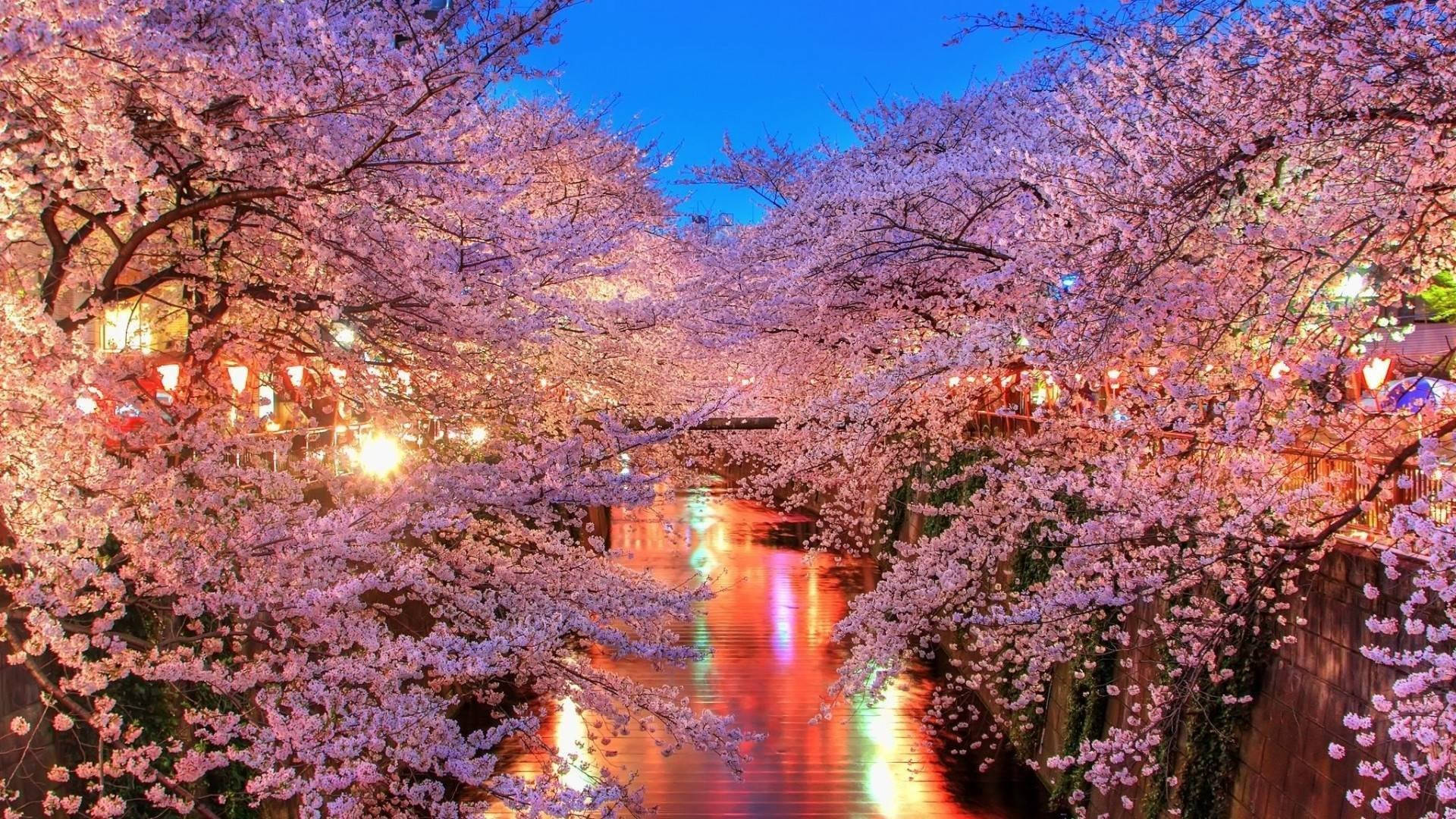 Nydskønheden I Japans Kirsebærblomstsæson! Wallpaper