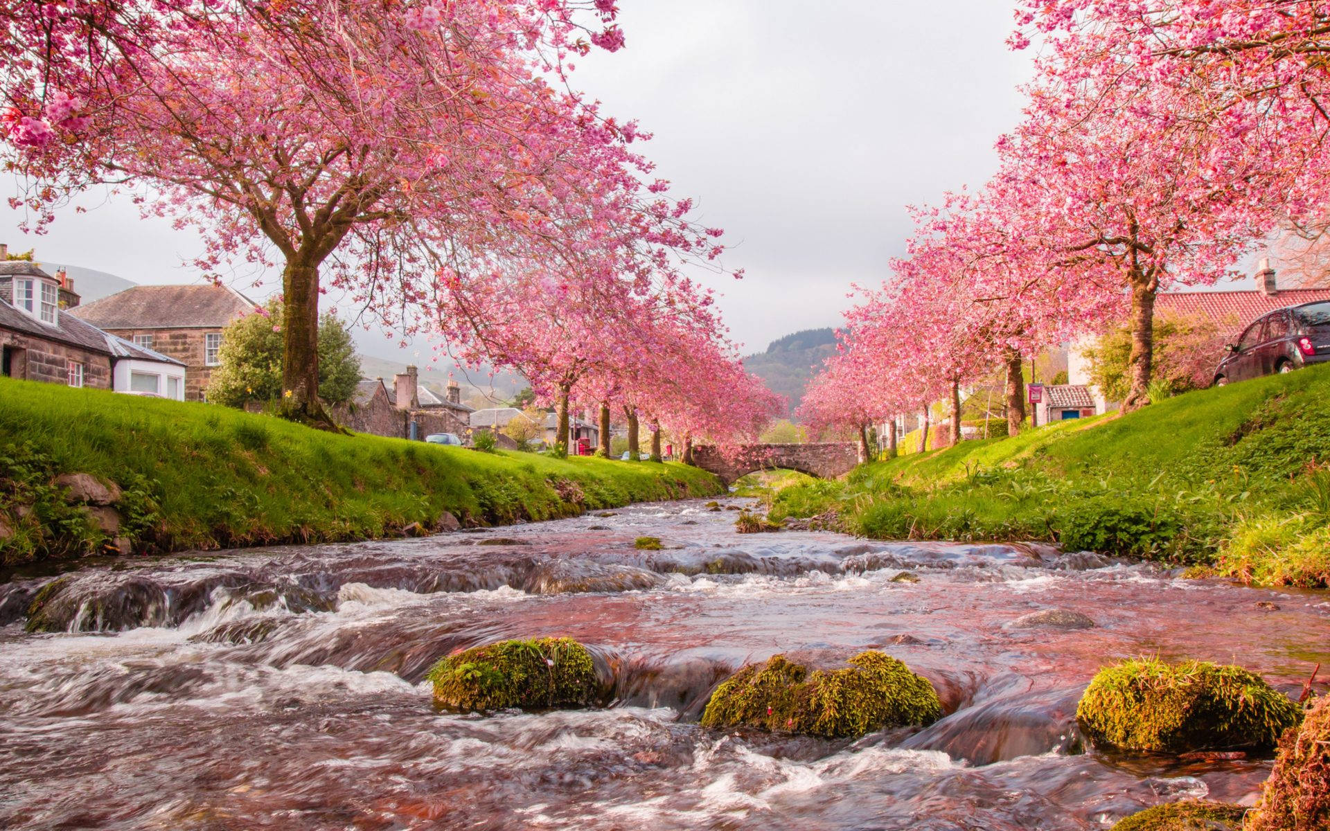 A Breathtaking View Of Japan's Cherry Blossom Wallpaper