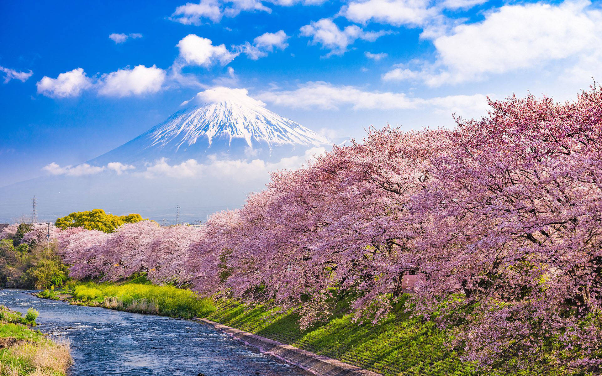 Japankirschblüte Urui Fluss Mount Fuji Wallpaper