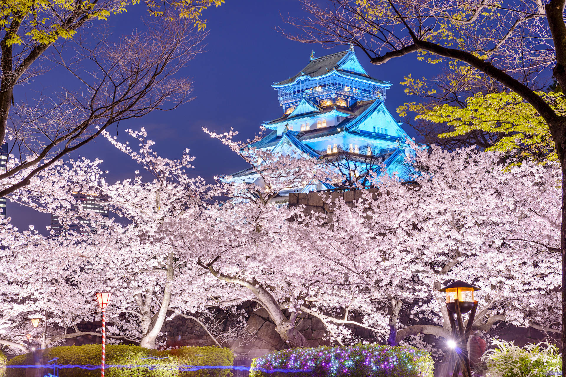 Japónen Plena Floración: Una Vista Impresionante De Los Cerezos En Flor En La Región Del Monte Fuji. Fondo de pantalla