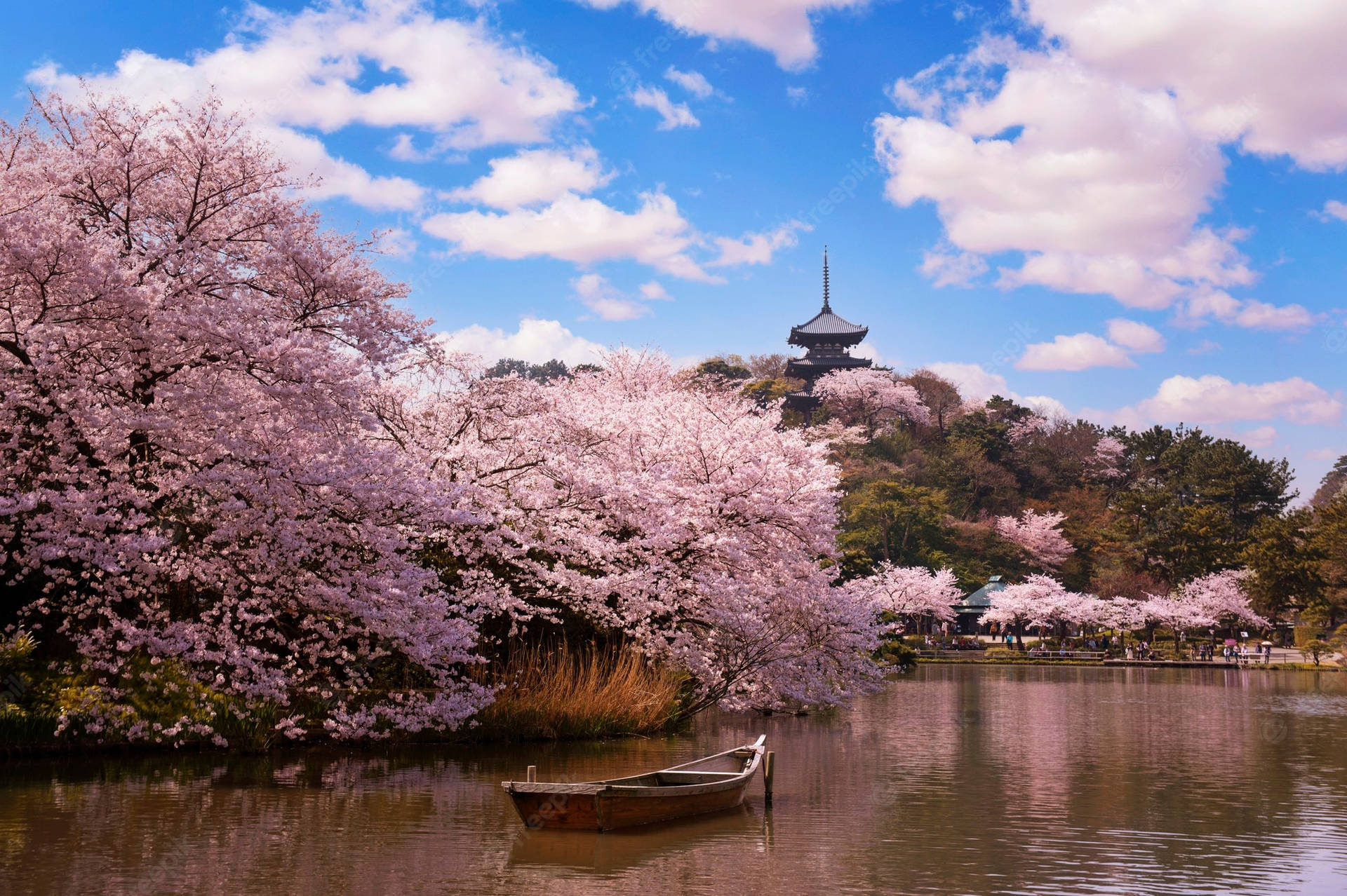 Disfrutade La Encantadora Belleza De Las Flores De Cerezo En Japón. Fondo de pantalla