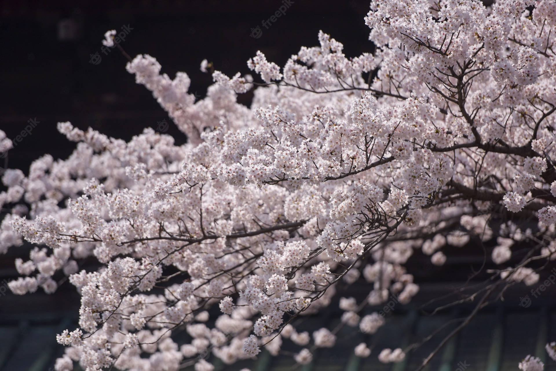 Apreciea Beleza Da Flor De Cerejeira Do Japão! Papel de Parede