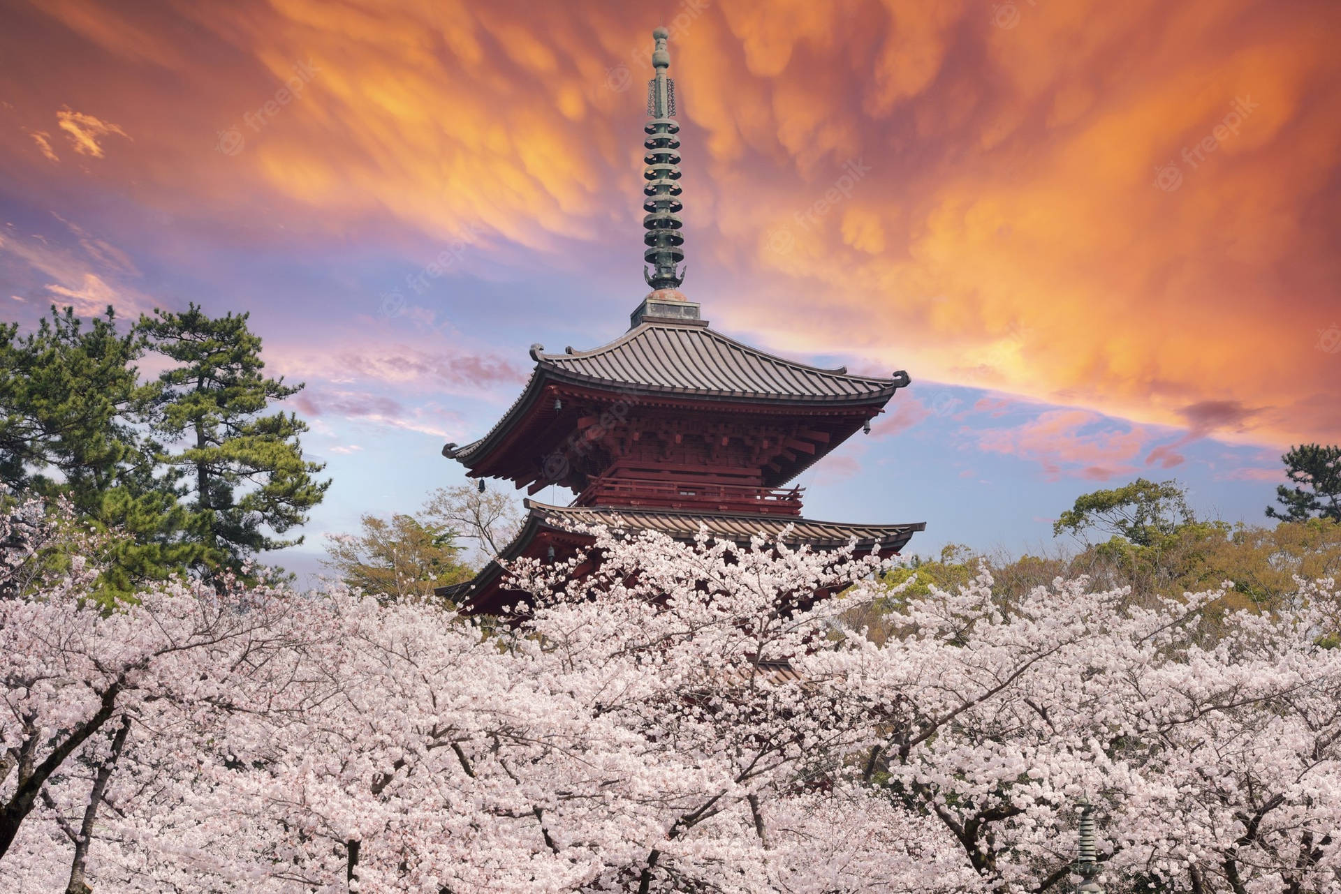Reflejosde Los Famosos Cerezos En Flor De Japón Fondo de pantalla