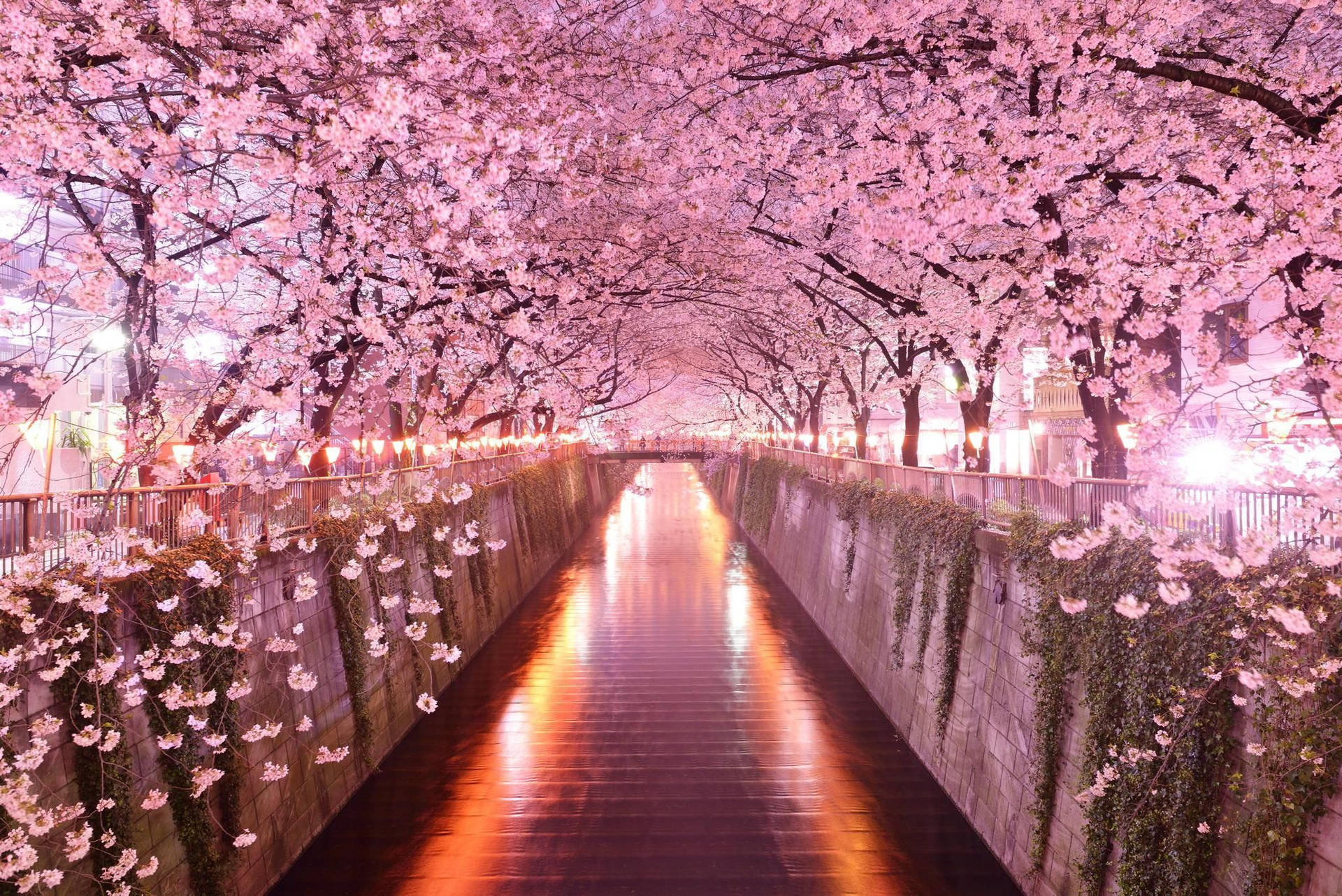 Japanskkirsebærblomstflodbelysning. Wallpaper