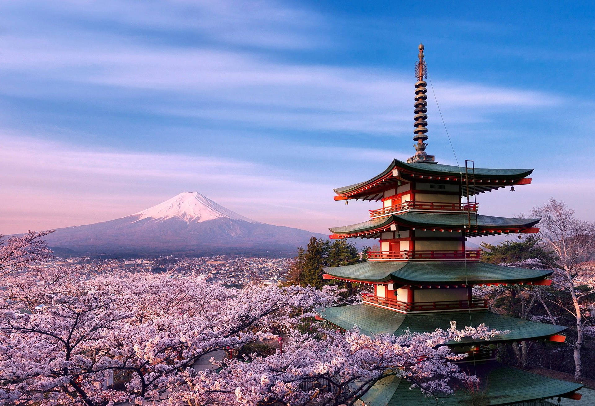 Disfrutade Una Hermosa Vista De Los Cerezos En Flor En Japón. Fondo de pantalla