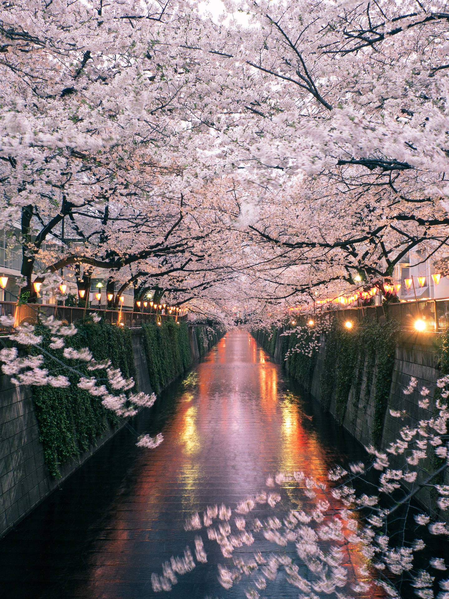Njutav Skönheten Av Japanska Körsbärsblommor. Wallpaper