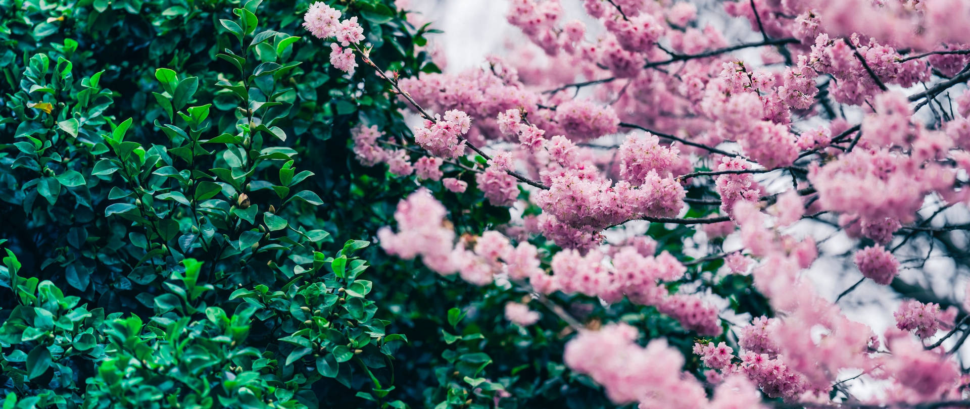 Elfondo De Pantalla Japonés Con Flores De Cerezo Y Arbusto Verde. Fondo de pantalla