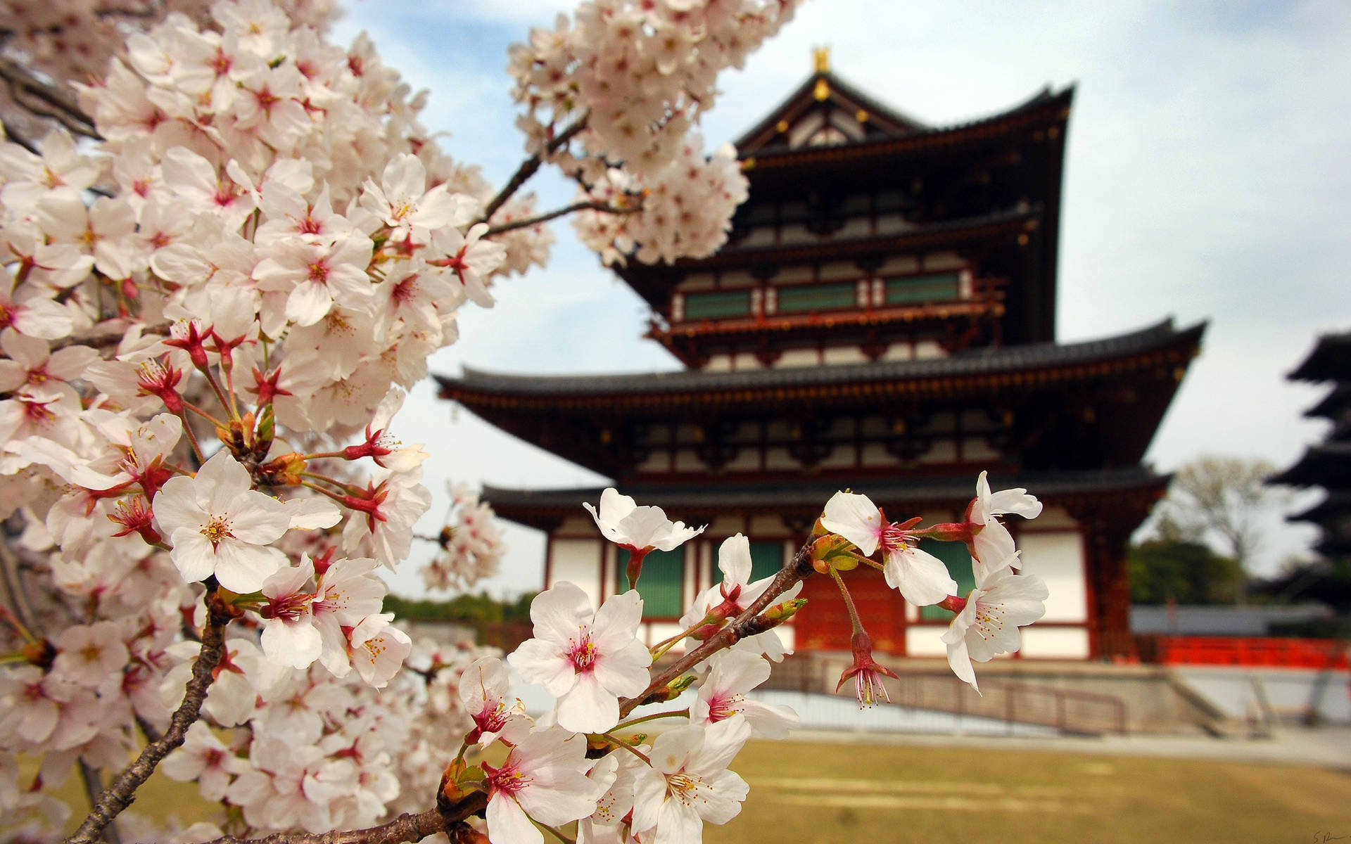 Einfesselnder Blick Auf Kirschblüten In Japan. Wallpaper