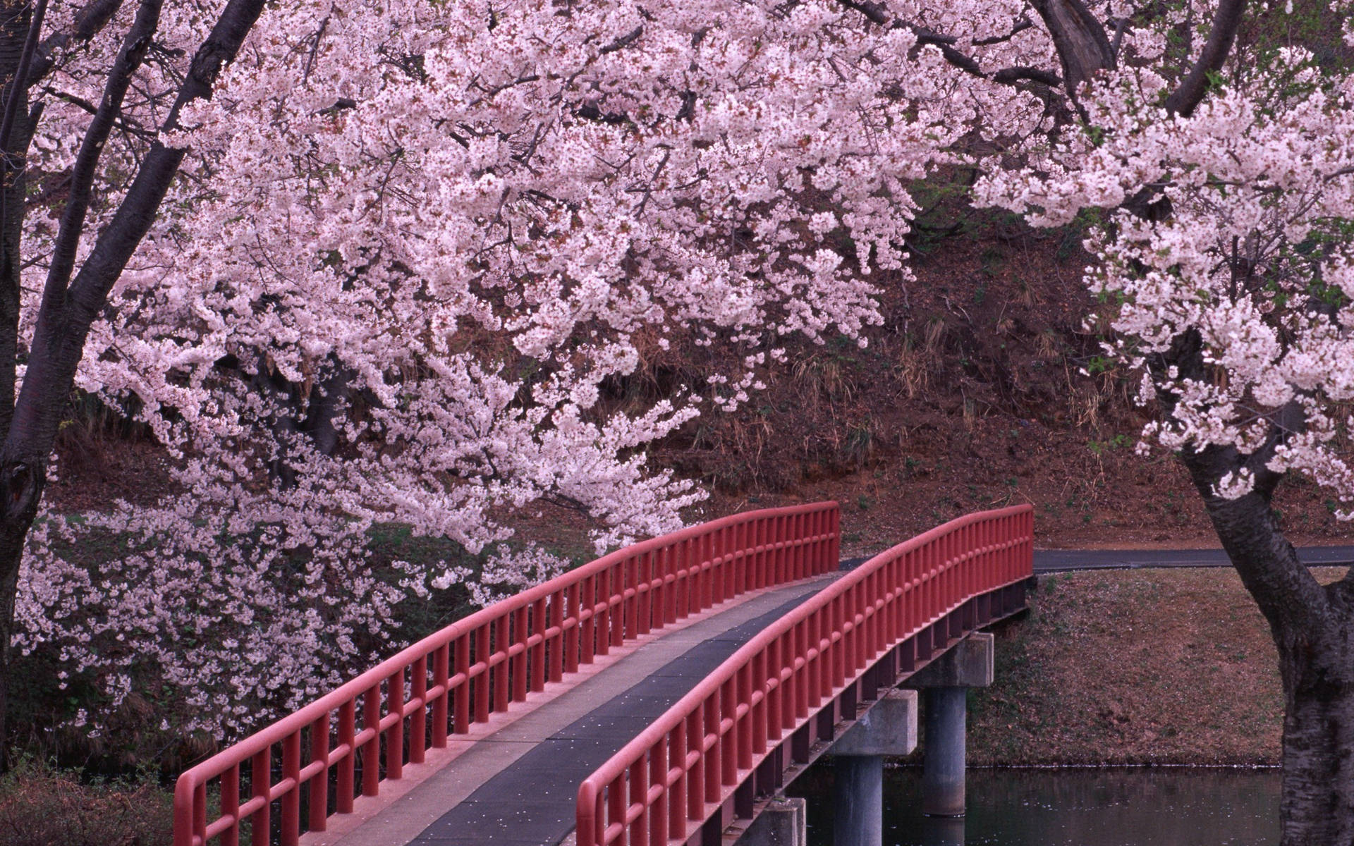 Giappone,ciliegio In Fiore, Ponte Rosso. Sfondo