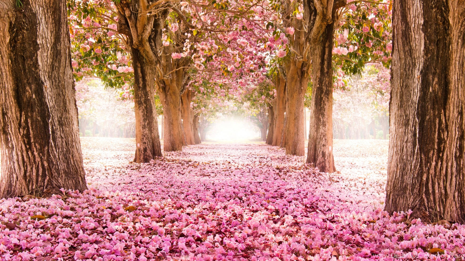 The Blissful Joy Of Japan's Cherry Blossoms Wallpaper