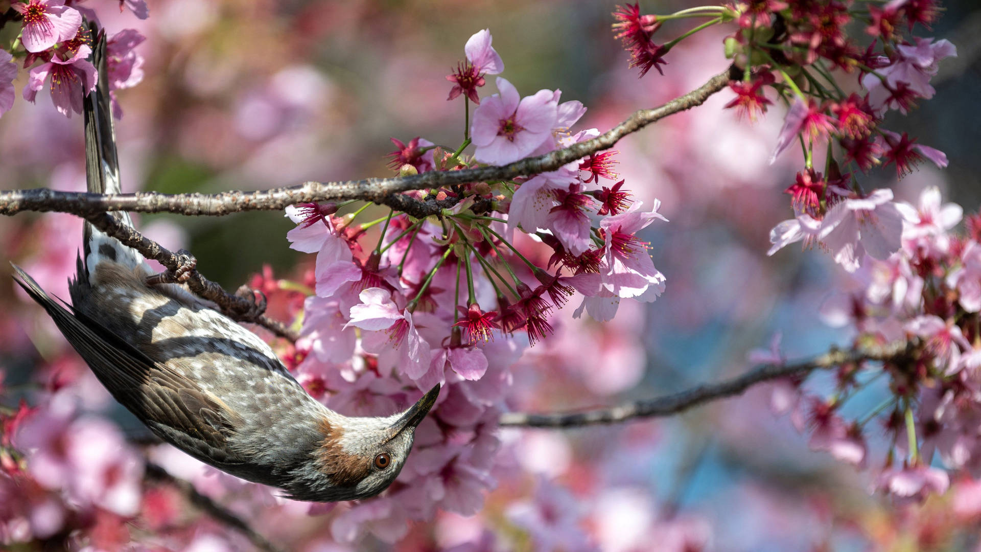 Japón,flores De Cerezo, Pájaro Bulbul Marrón. Fondo de pantalla
