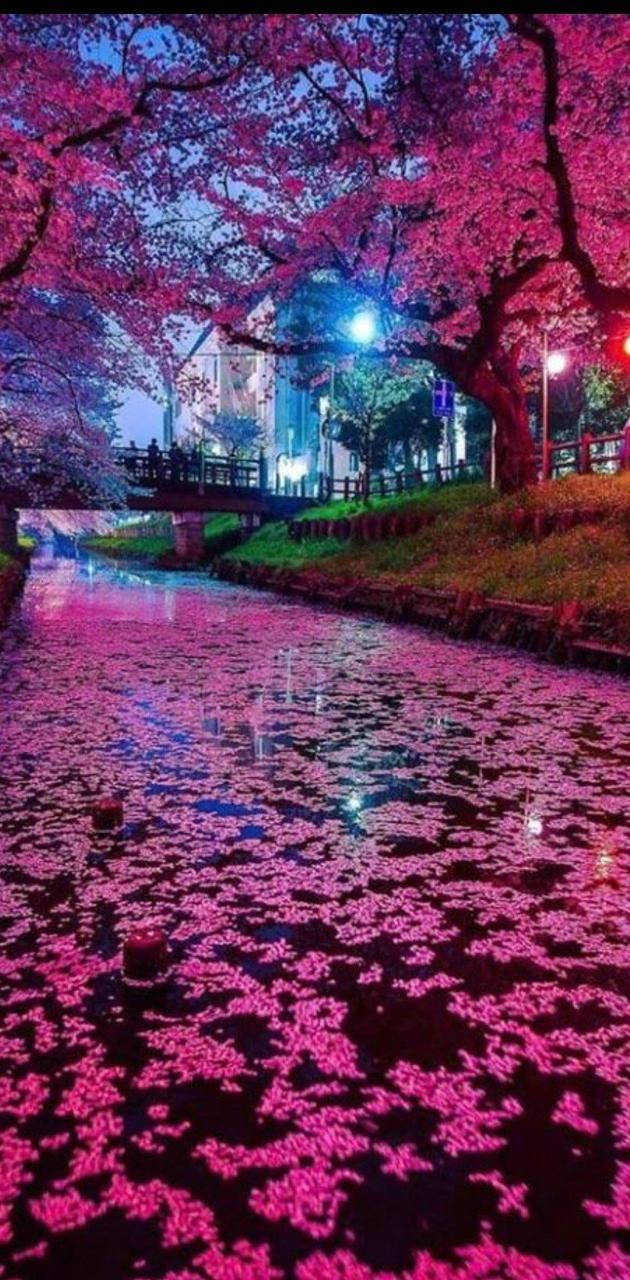 Japanischekirschblüten Fluss Handy Hintergrundbild Wallpaper