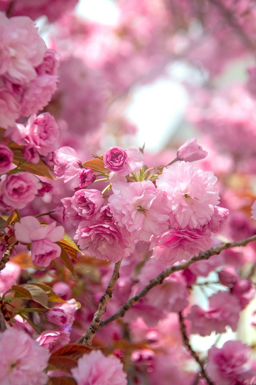 Nyderskønheden Af En Rosa Kirsebærblomstrende Forår I Japan. Wallpaper