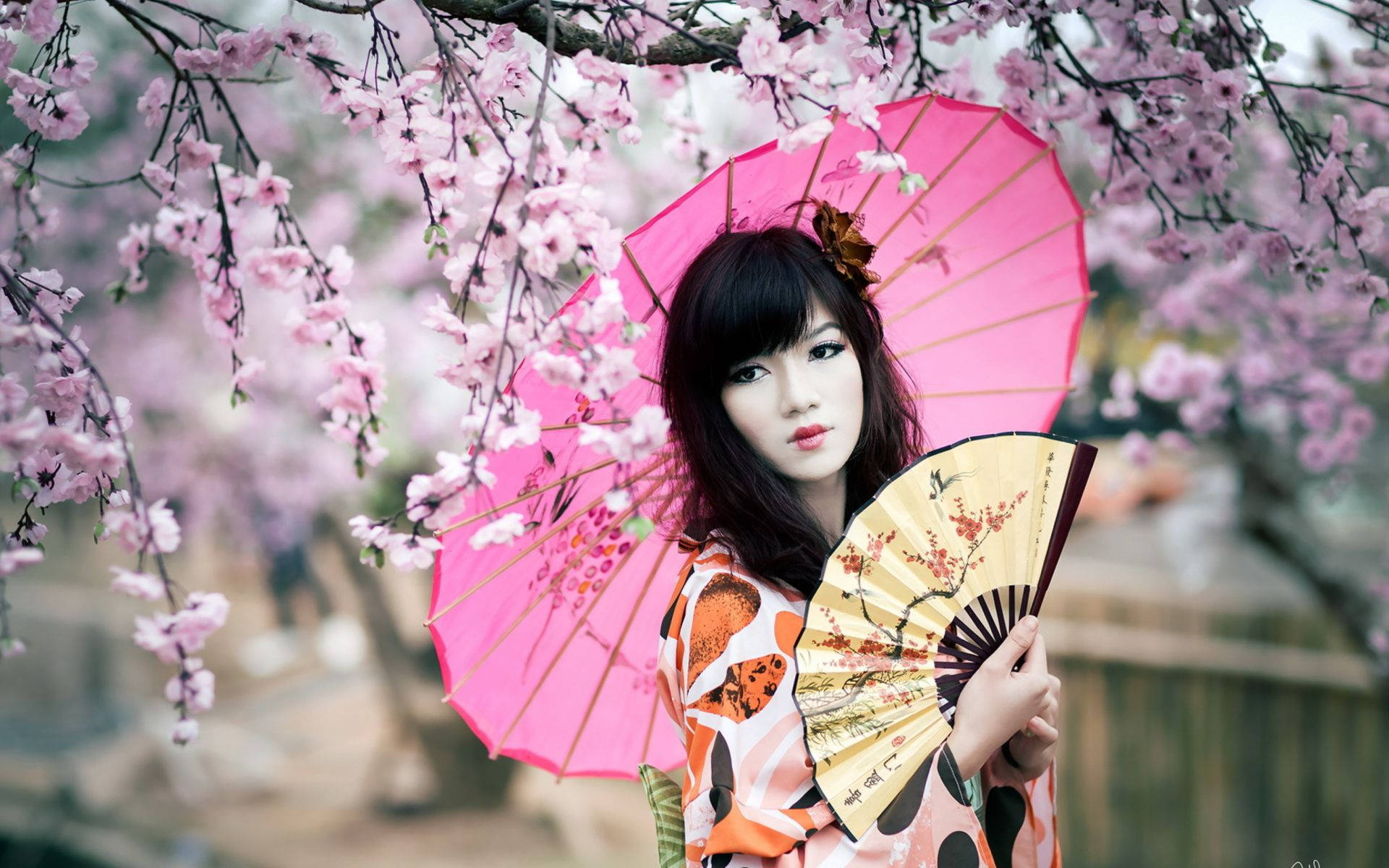 Japan Girl With Cherry Blossoms Wallpaper