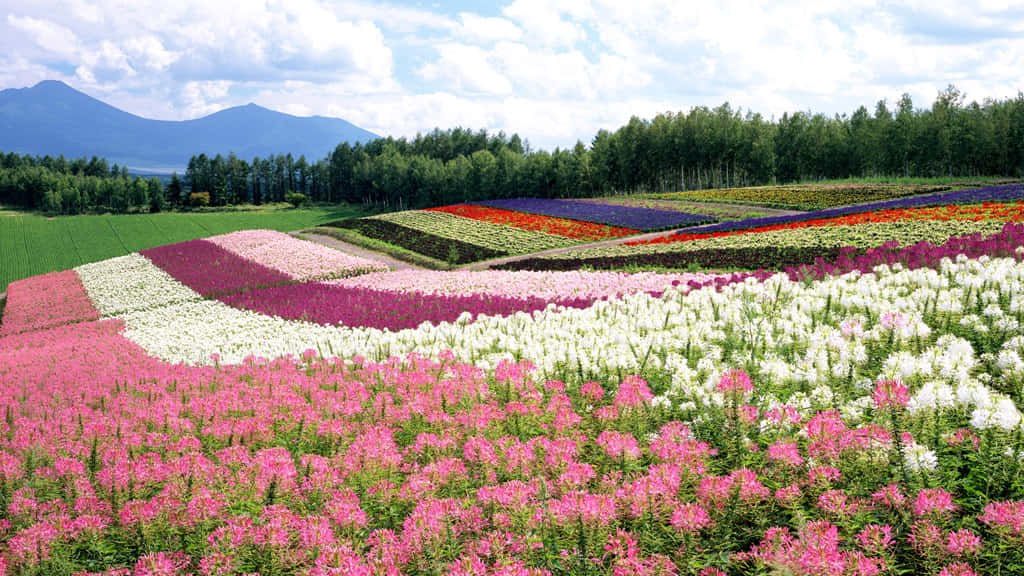 Genießedie Wunderschöne Landschaft Japans. Wallpaper